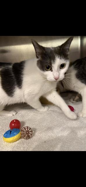 Enlarge PHOEBE, a Adoptable Domestic Short Hair in London, ON image 1/1