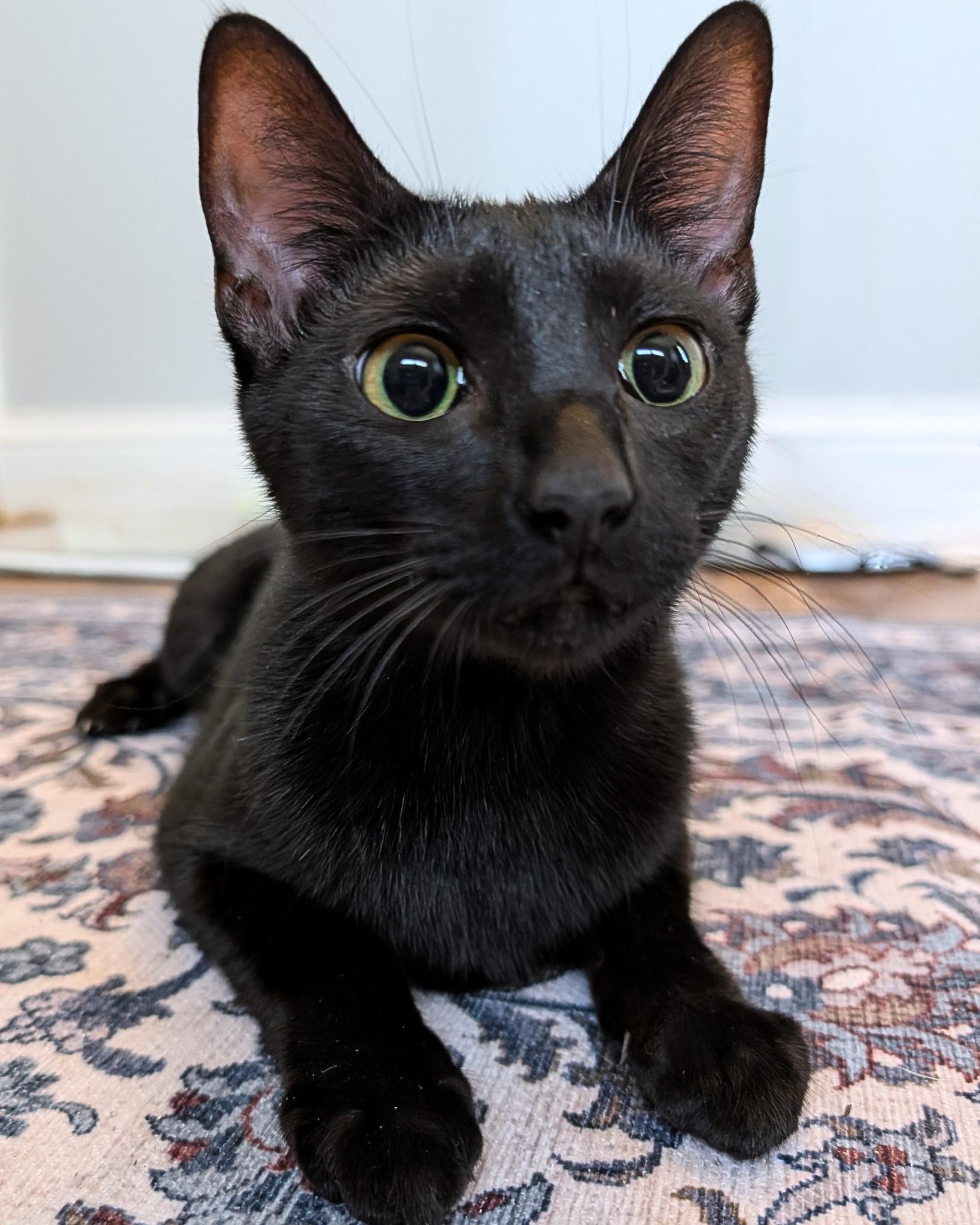 Seraphina, adopted, Young Female Domestic Short Hair.