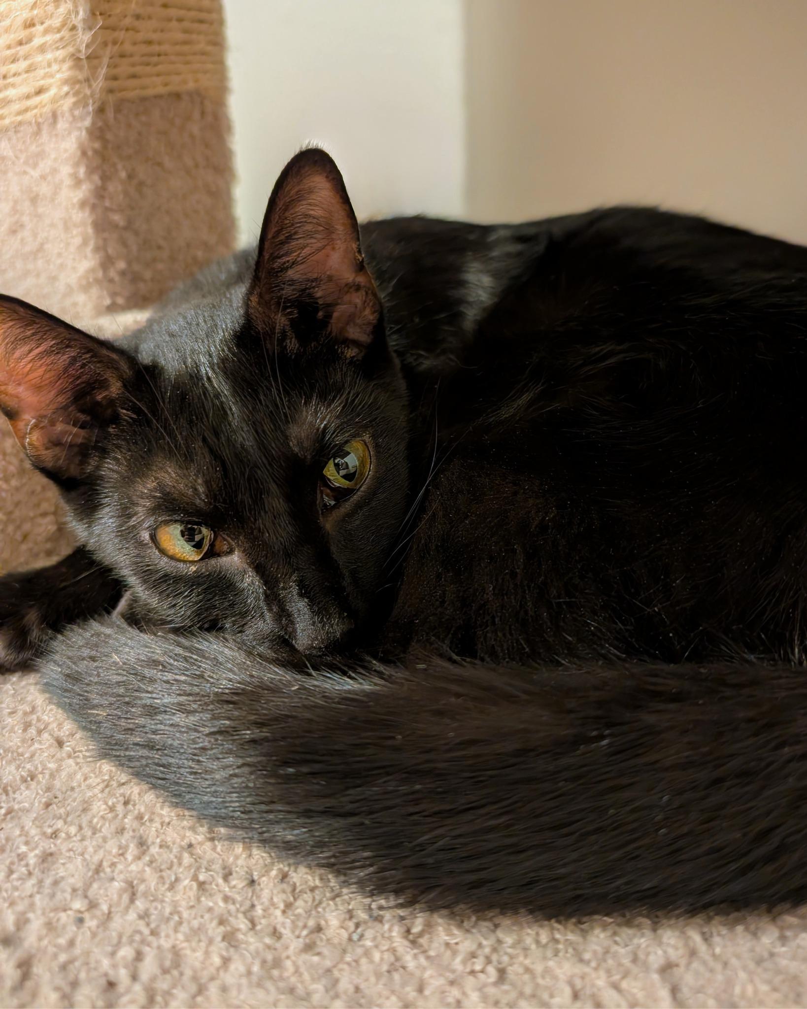 Enlarge Seraphina, an adopted Domestic Short Hair in Lexington, KY image 2/3