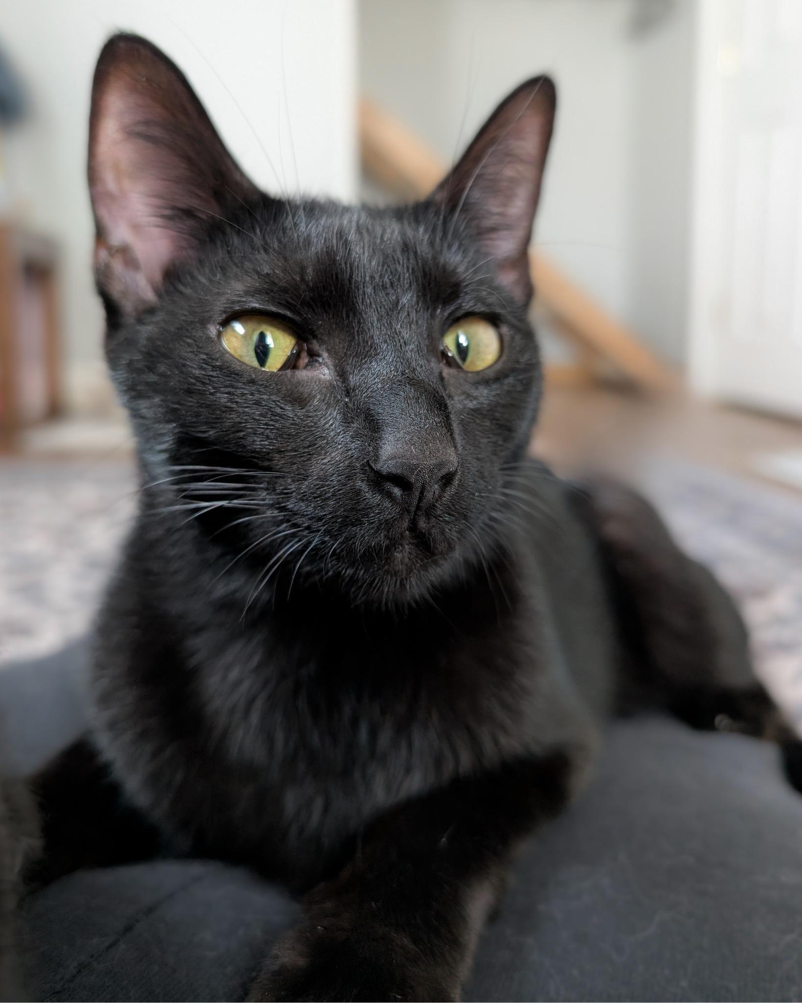 Enlarge Seraphina, an adopted Domestic Short Hair in Lexington, KY image 3/3