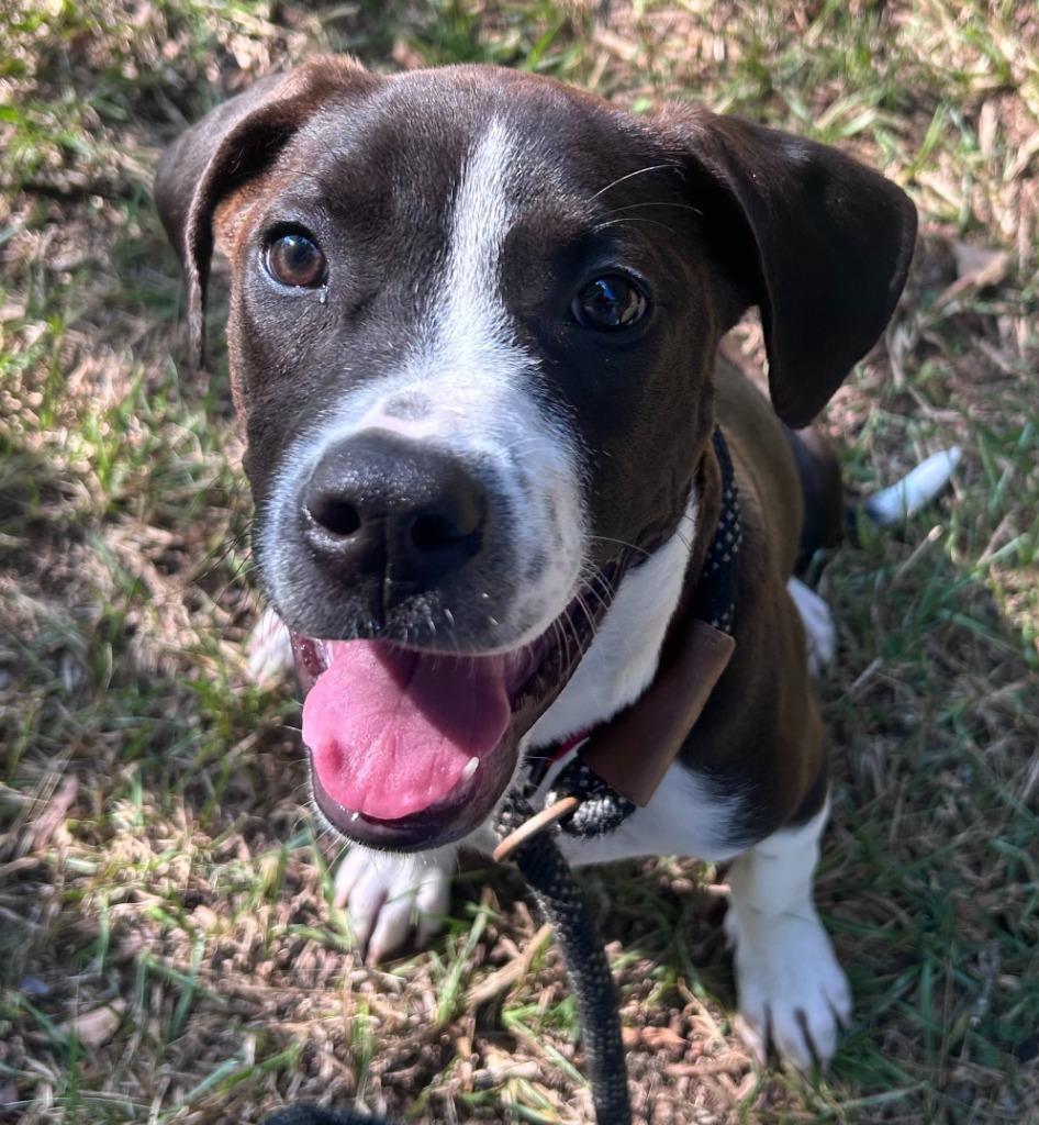 Porthos, Adoptable, Puppy Male American Bulldog & Mixed Breed.