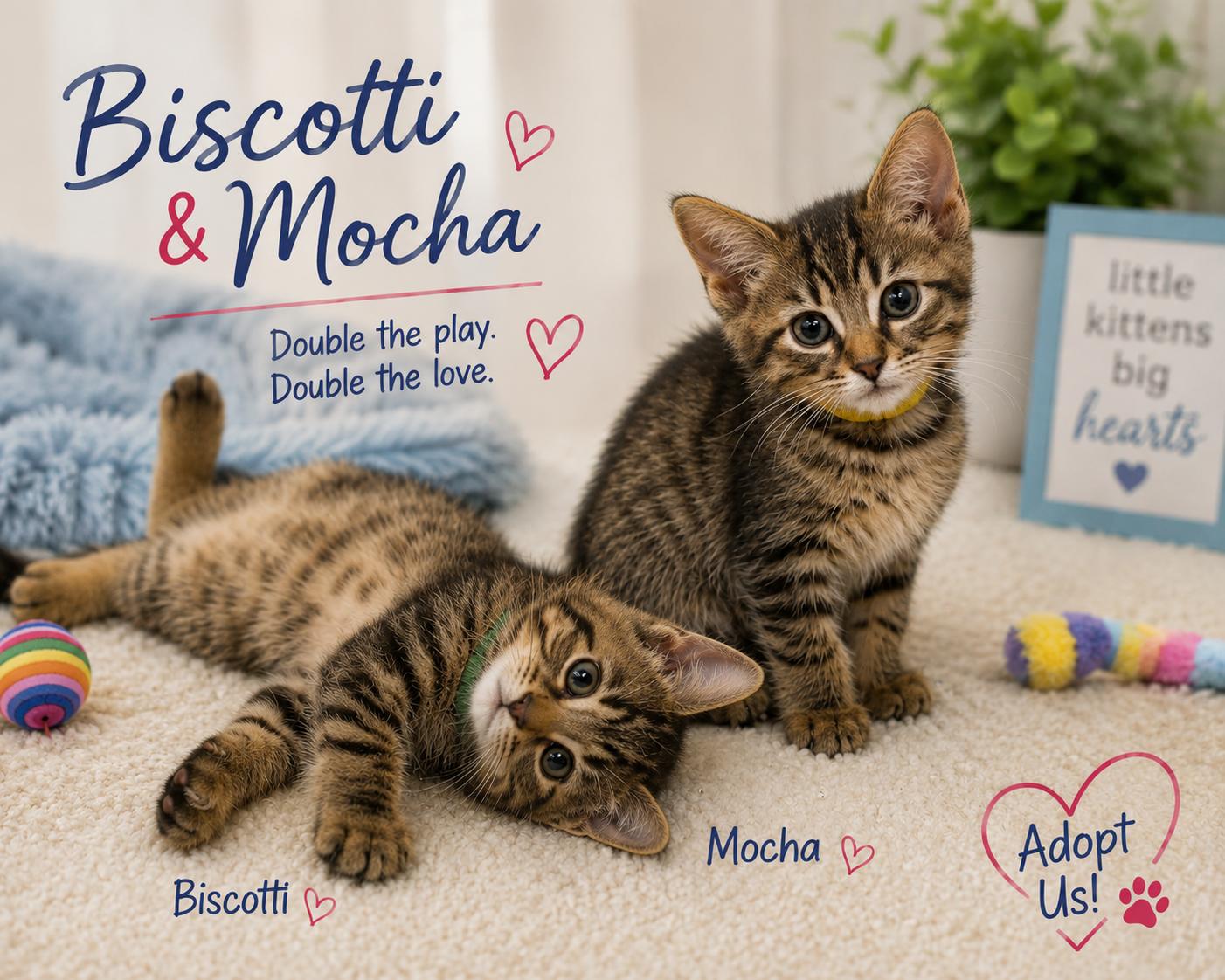 Biscotti & Mocha-Ready to Fill Your Home & Hearts with Happiness, a Adoptable Tabby in Laurel, MD image 1/4