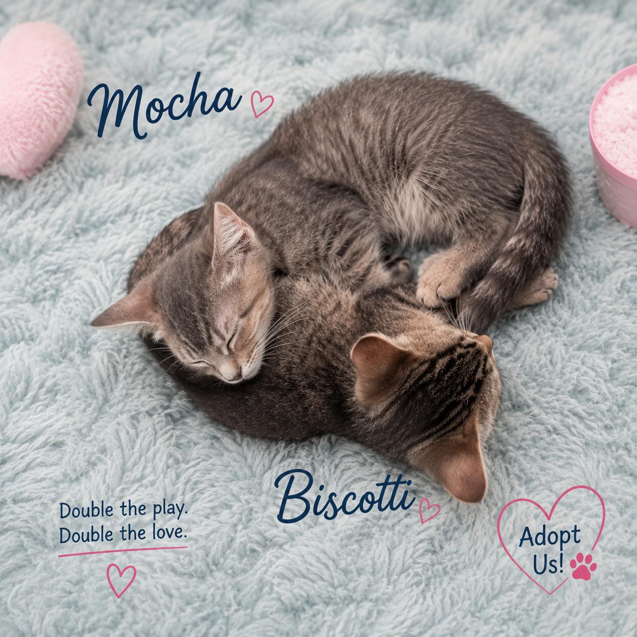 Biscotti & Mocha-Ready to Fill Your Home & Hearts with Happiness, a Adoptable Tabby in Laurel, MD image 4/4