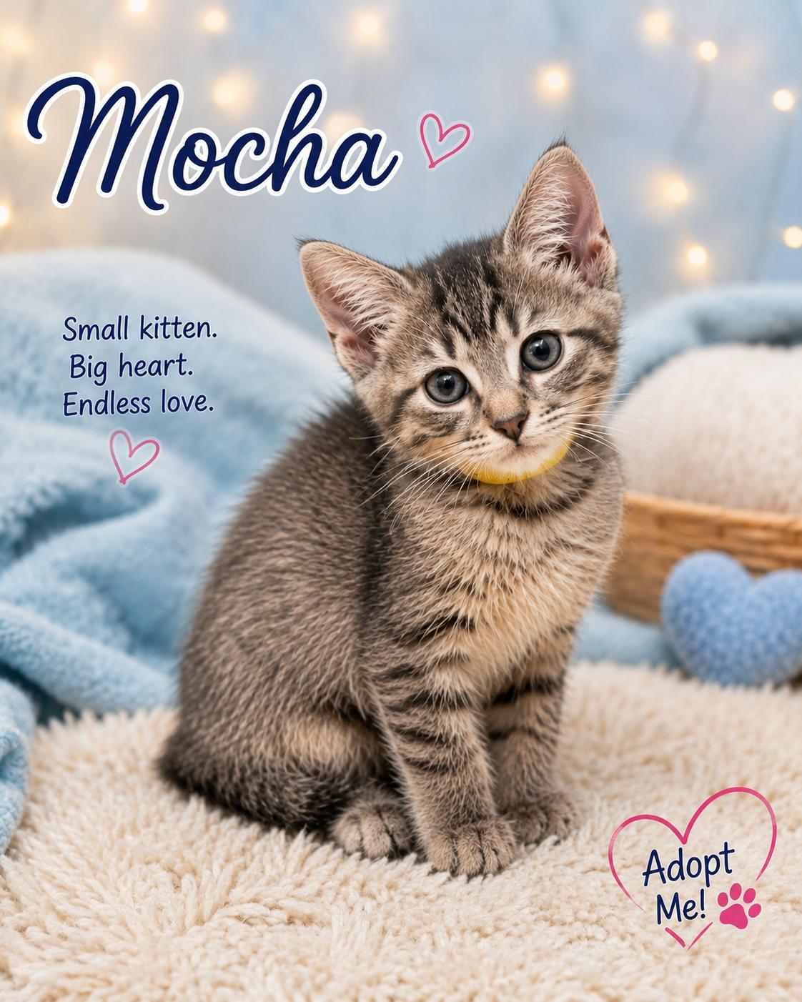 Biscotti & Mocha-Ready to Fill Your Home & Hearts with Happiness, a Adoptable Tabby in Laurel, MD image 3/4