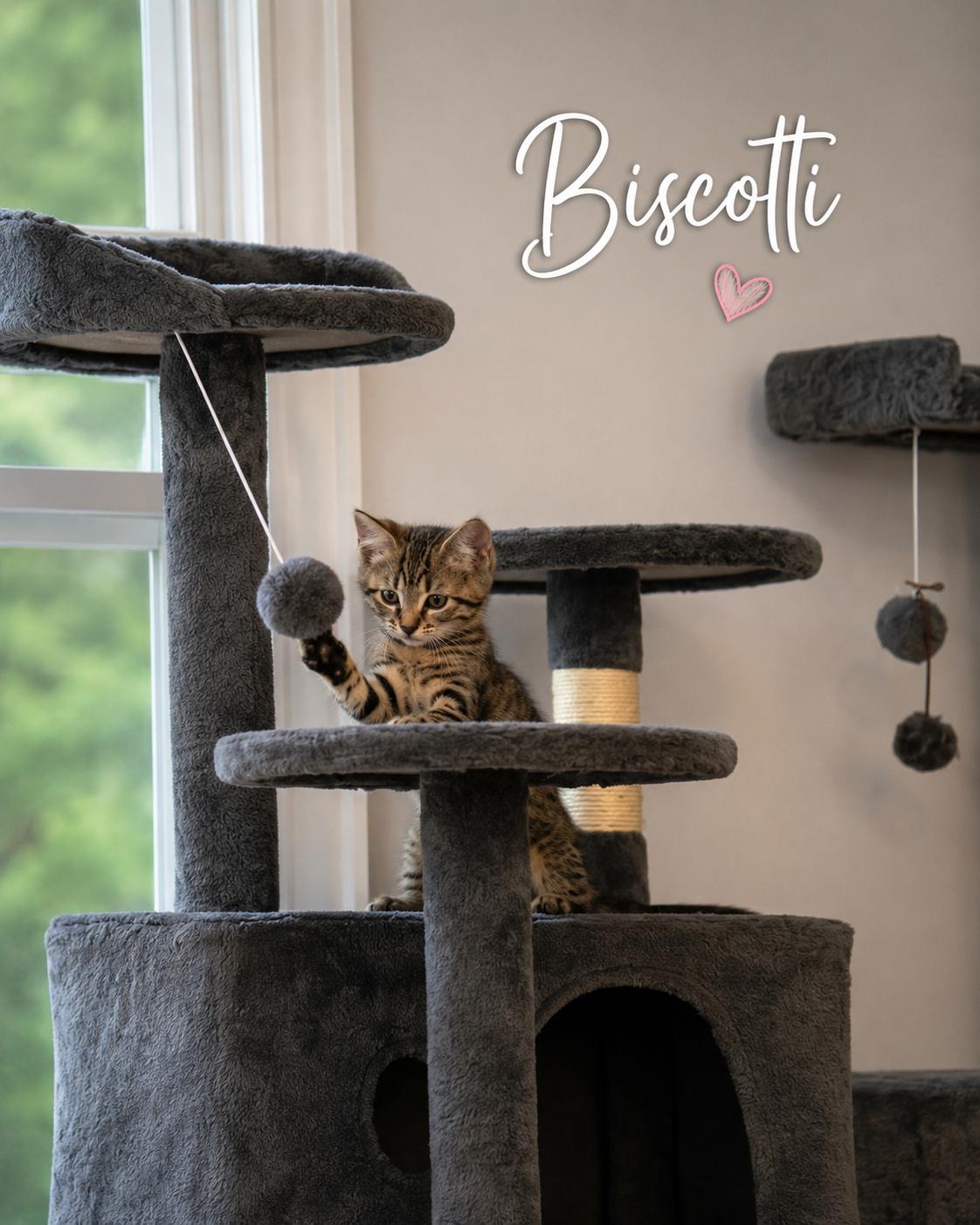 Biscotti & Mocha-Ready to Fill Your Home & Hearts with Happiness, a Adoptable Tabby in Laurel, MD image 2/4