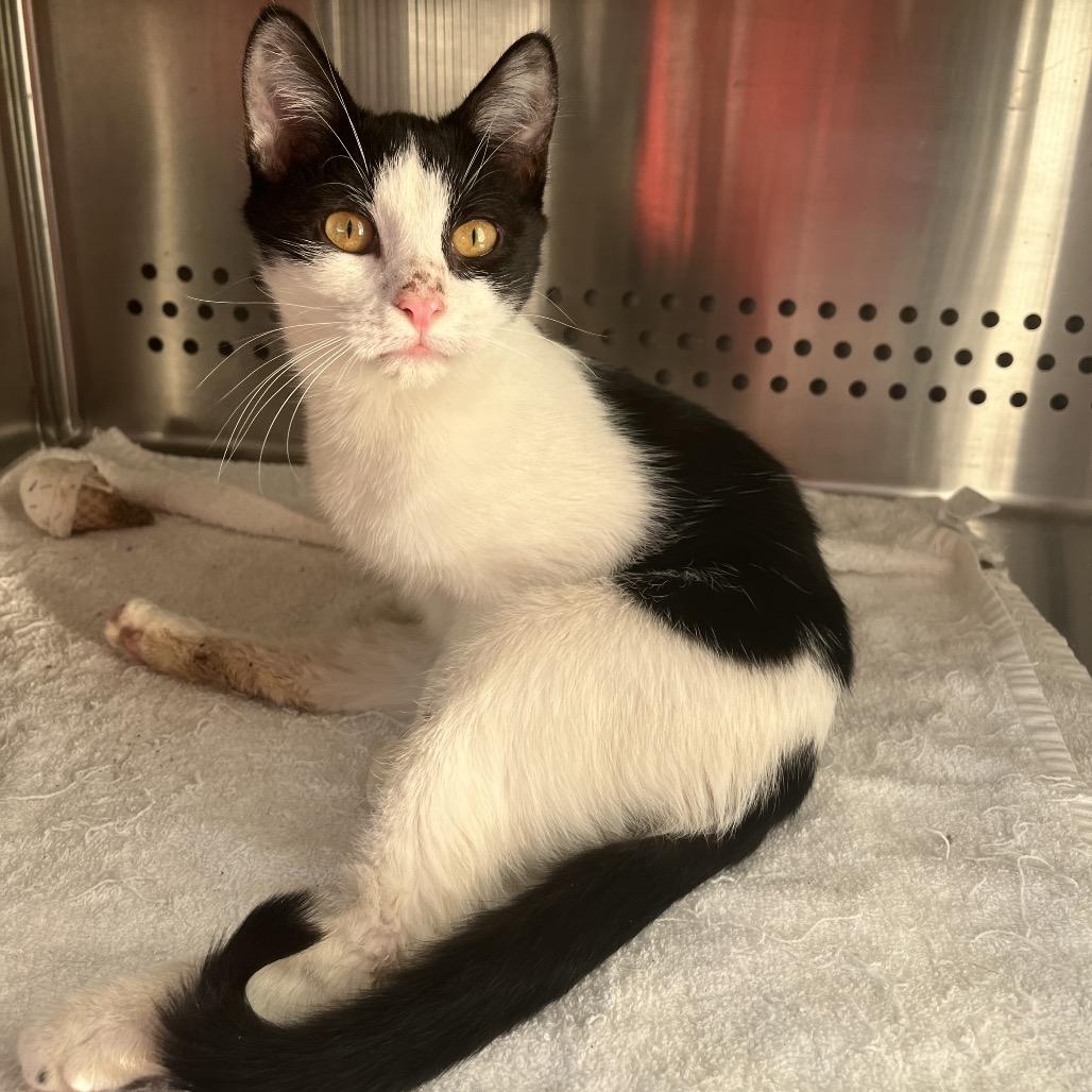 Andy, Adoptable, Young Male Domestic Short Hair.