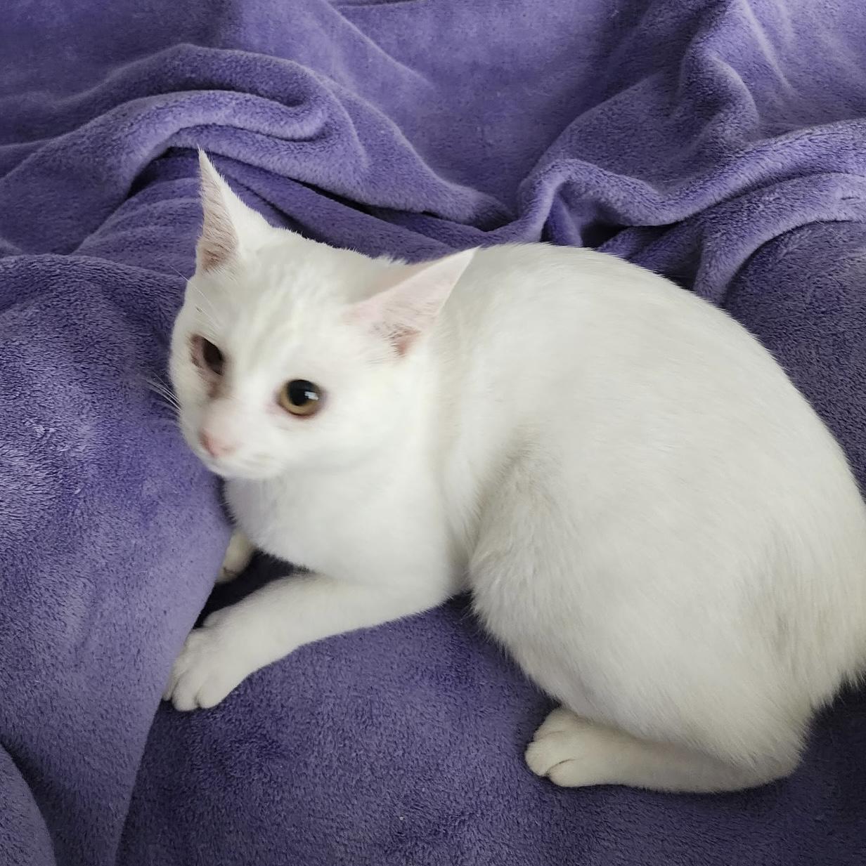 Dragonfly, a Adoptable Manx in Tallahassee, FL image 1/3