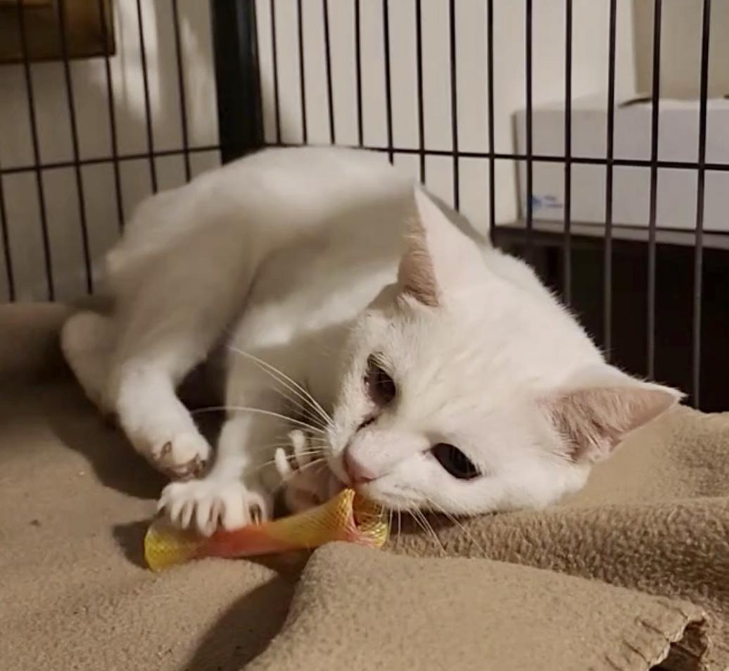 Dragonfly, a Adoptable Manx in Tallahassee, FL image 2/3