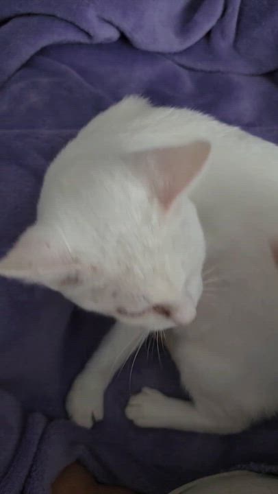 Enlarge Dragonfly, a Adoptable Manx in Tallahassee, FL video 3/3