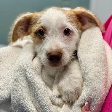Bailey, adopted, Puppy Female Terrier.