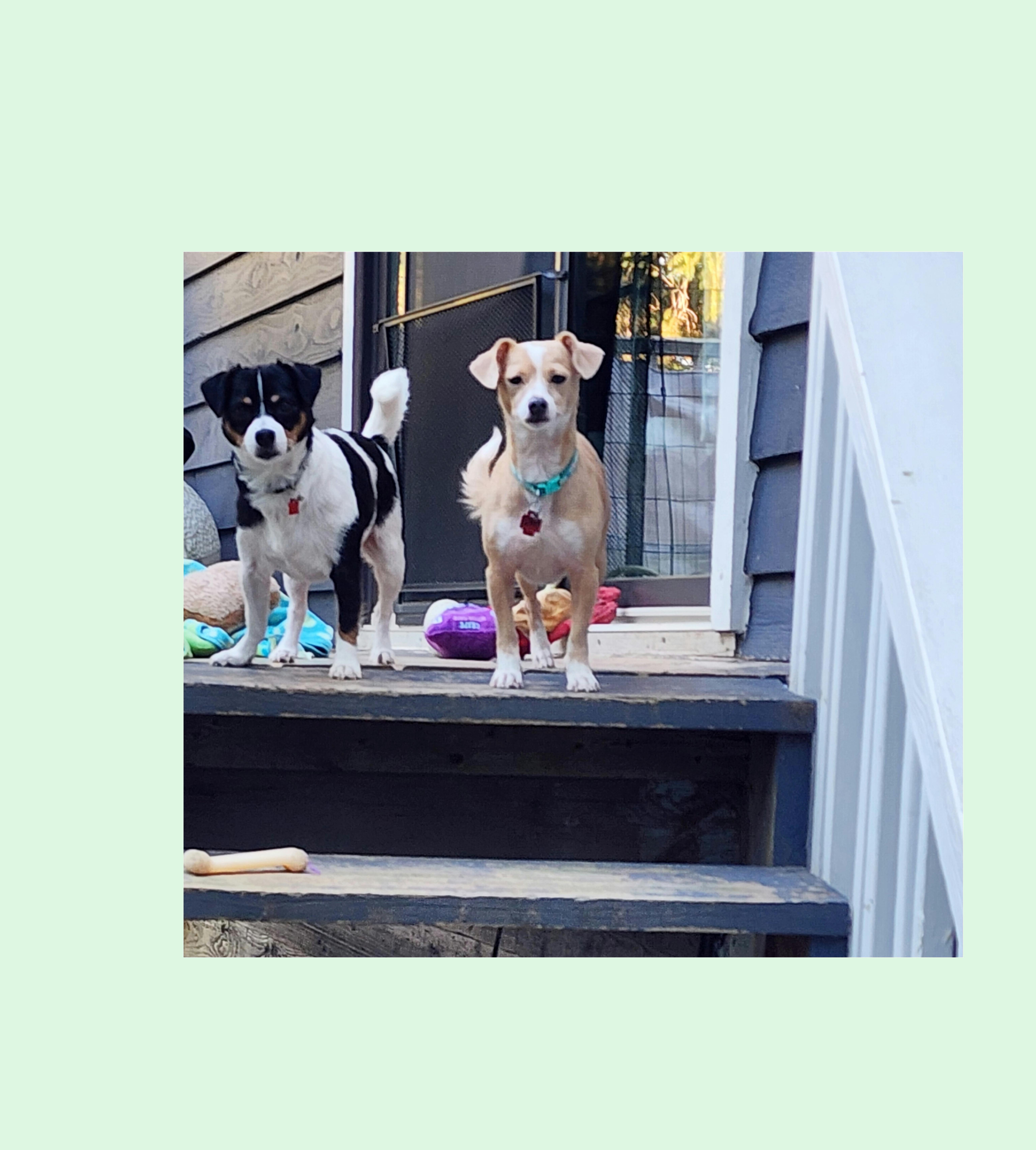 Enlarge MR and MRS, a Adoptable mixed breed in Lake Geneva, WI image 6/6