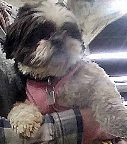 Enlarge Luigi and Trixie - Bonded pair, a ADOPTABLE mixed breed in Holland, MI image 3/5