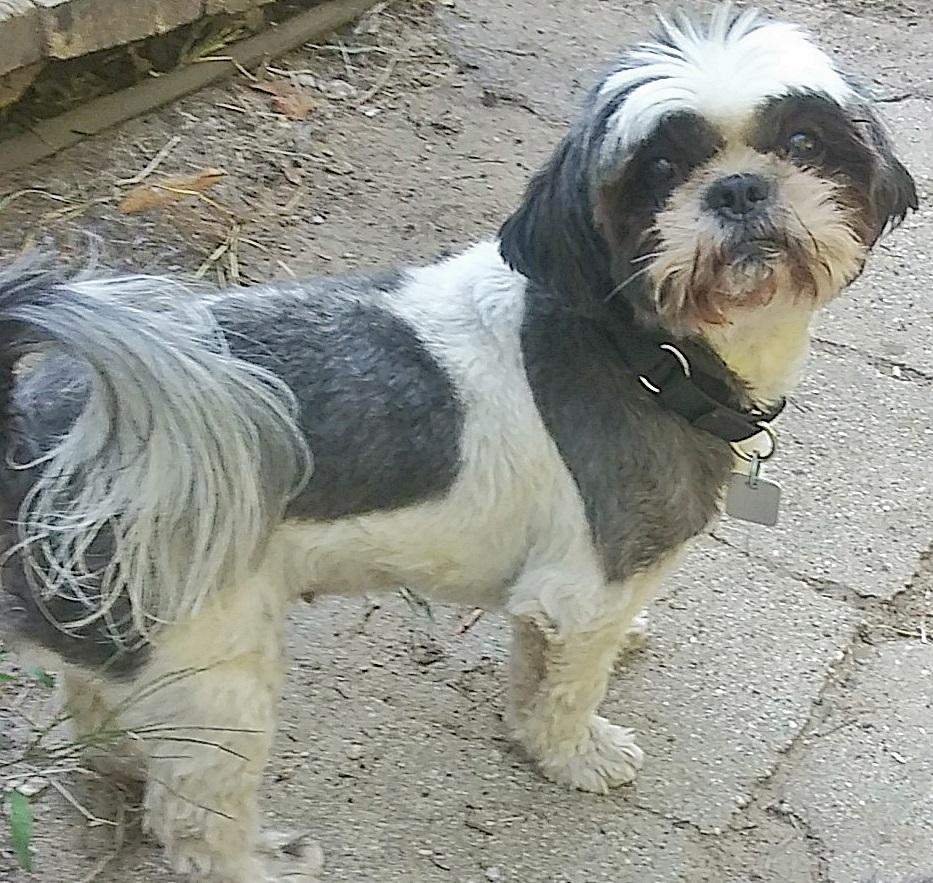 Enlarge Luigi and Trixie - Bonded pair, a ADOPTABLE mixed breed in Holland, MI image 5/5