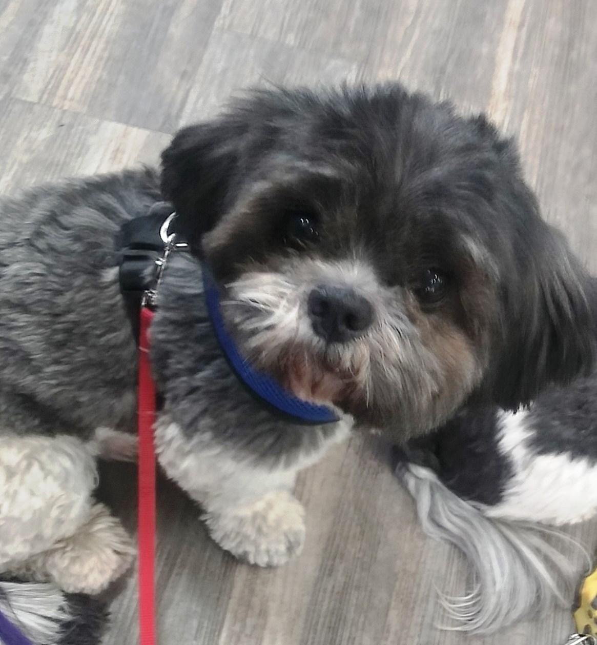 Enlarge Luigi and Trixie - Bonded pair, a ADOPTABLE mixed breed in Holland, MI image 2/5