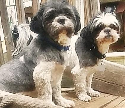 Enlarge Luigi and Trixie - Bonded pair, a ADOPTABLE mixed breed in Holland, MI image 1/5