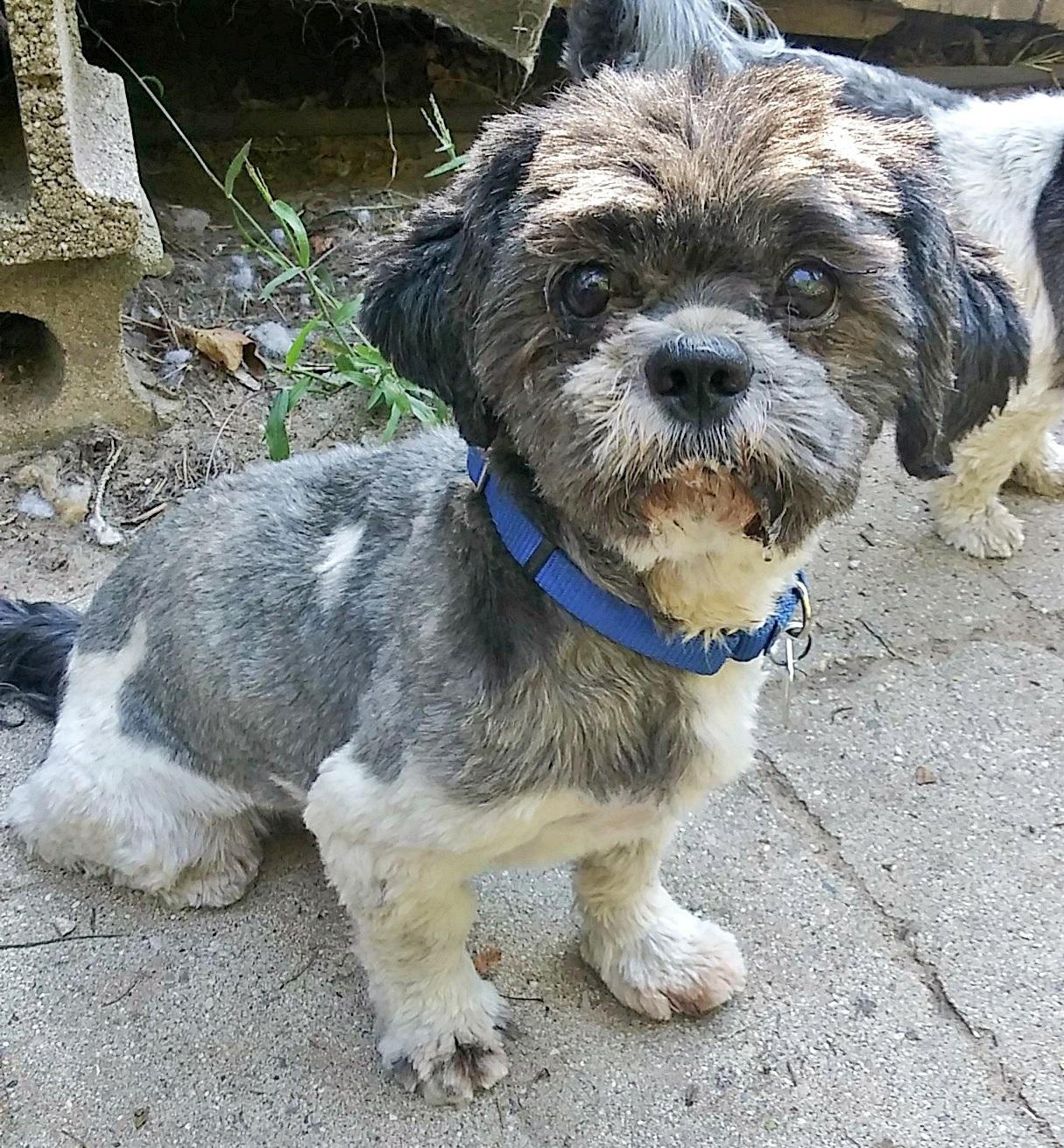 Enlarge Luigi and Trixie - Bonded pair, a ADOPTABLE mixed breed in Holland, MI image 4/5
