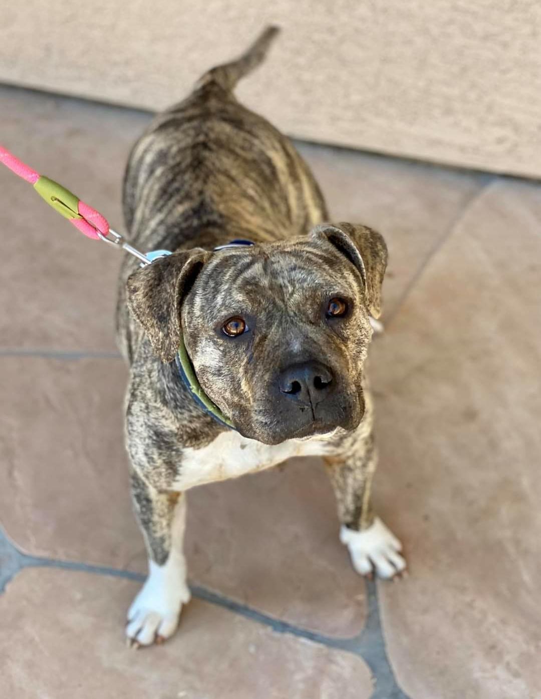 Enlarge Tigress, a Adopted mixed breed in Mesa, AZ image 3/4