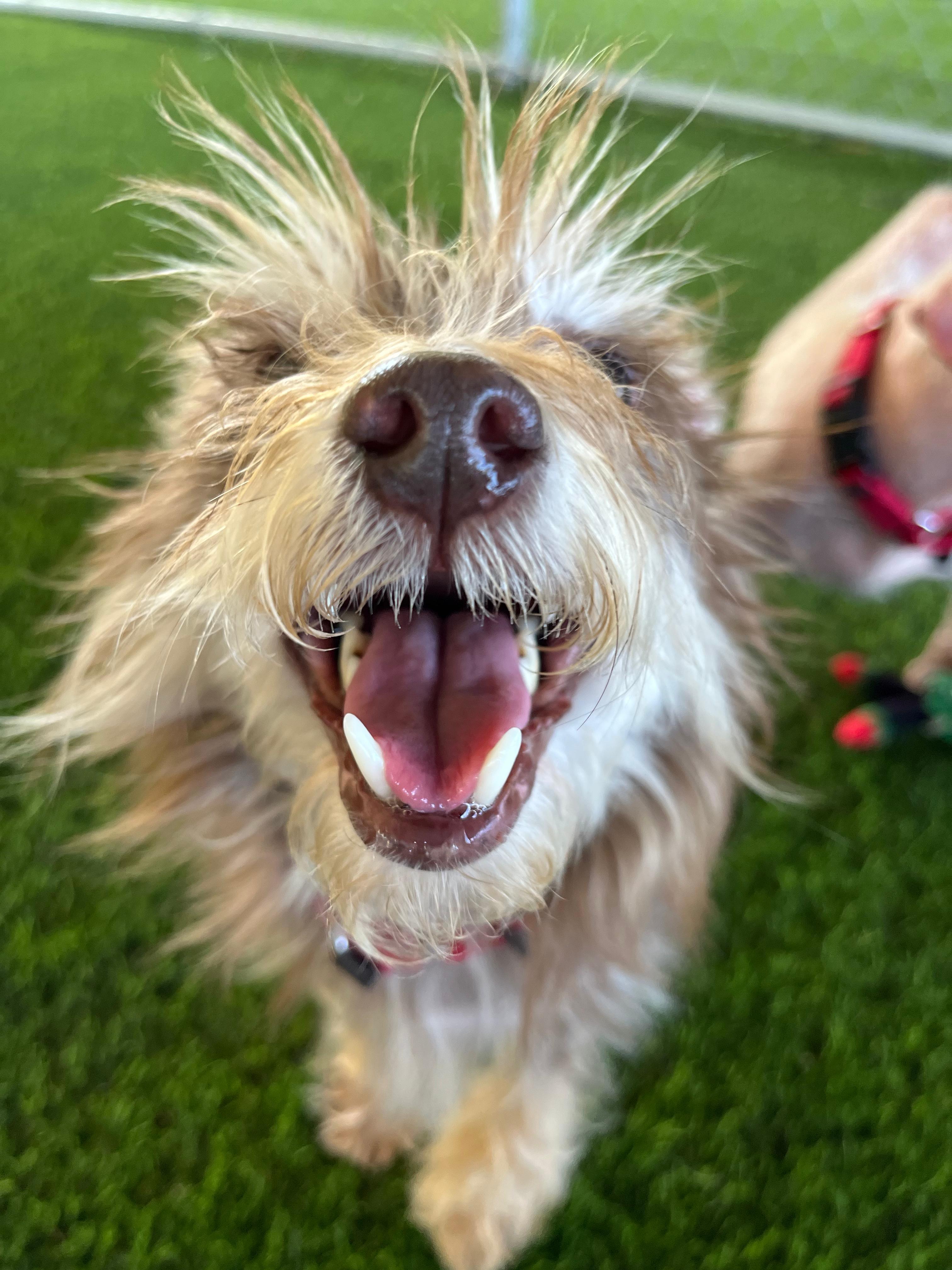 Enlarge Sarabi, a Adoptable mixed breed in Morristown, NJ image 4/4
