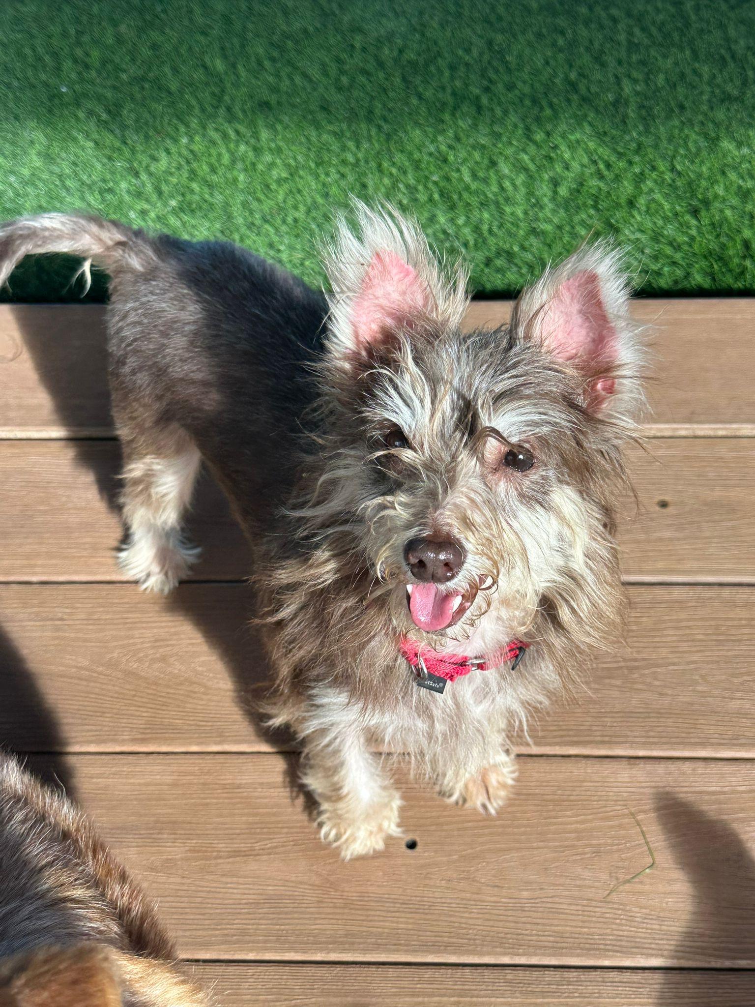 Enlarge Sarabi, a Adoptable mixed breed in Morristown, NJ image 3/4