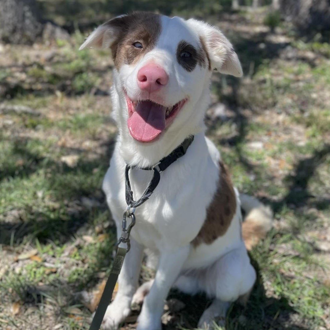 Waffle, Adoptable, Young Male Australian Cattle Dog / Blue Heeler.