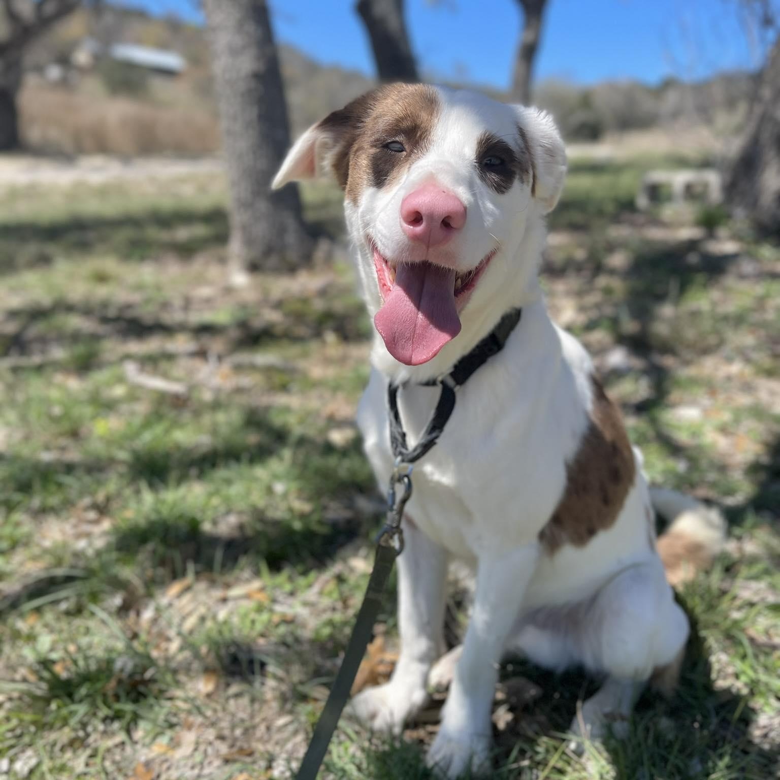 Enlarge Waffle, a Adoptable Australian Cattle Dog / Blue Heeler in Center Point, TX image 4/4