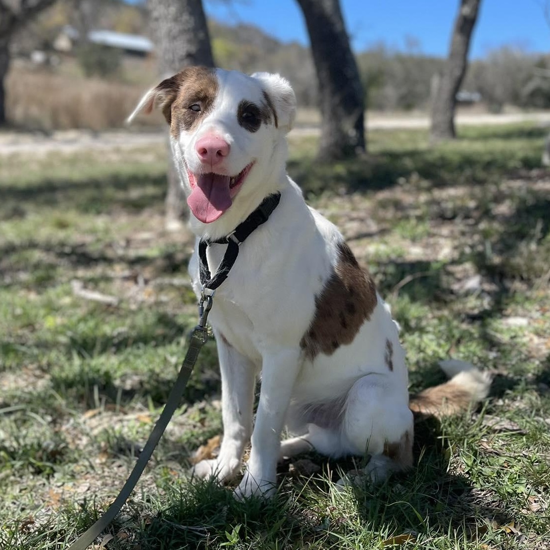 Enlarge Waffle, a Adoptable Australian Cattle Dog / Blue Heeler in Center Point, TX image 2/4