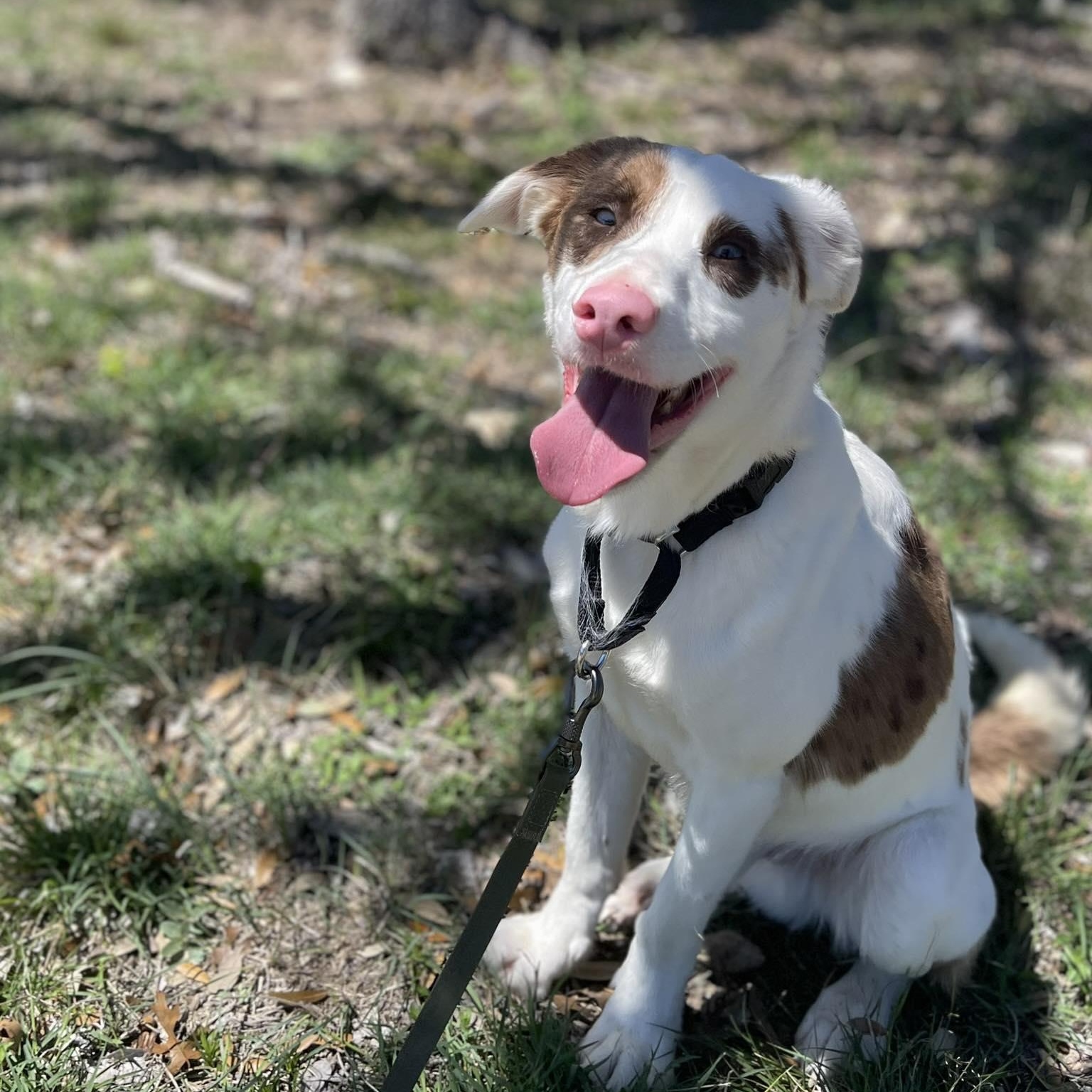 Enlarge Waffle, a Adoptable Australian Cattle Dog / Blue Heeler in Center Point, TX image 3/4