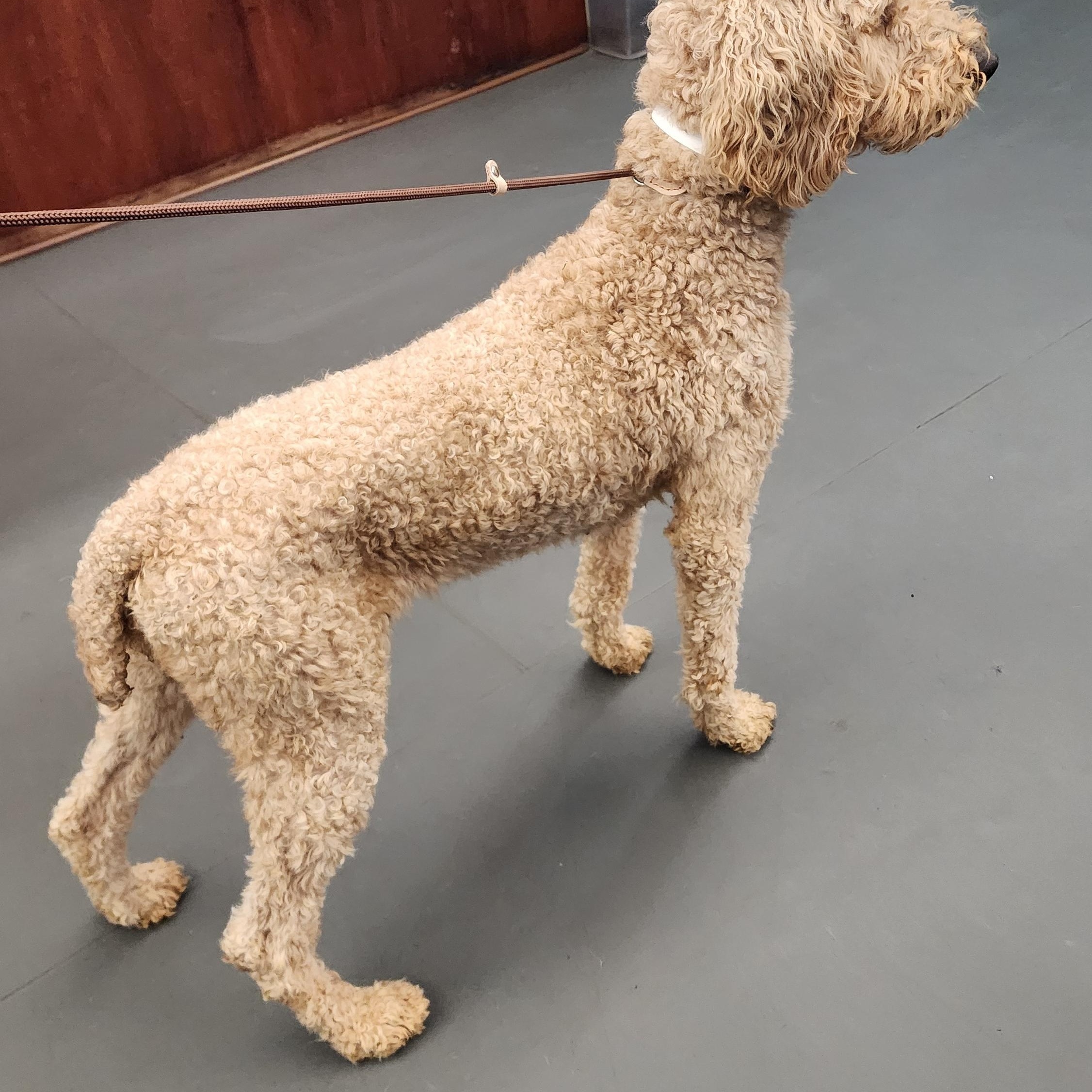 Enlarge Cora, an adopted Goldendoodle in Wheelersburg, OH image 4/6
