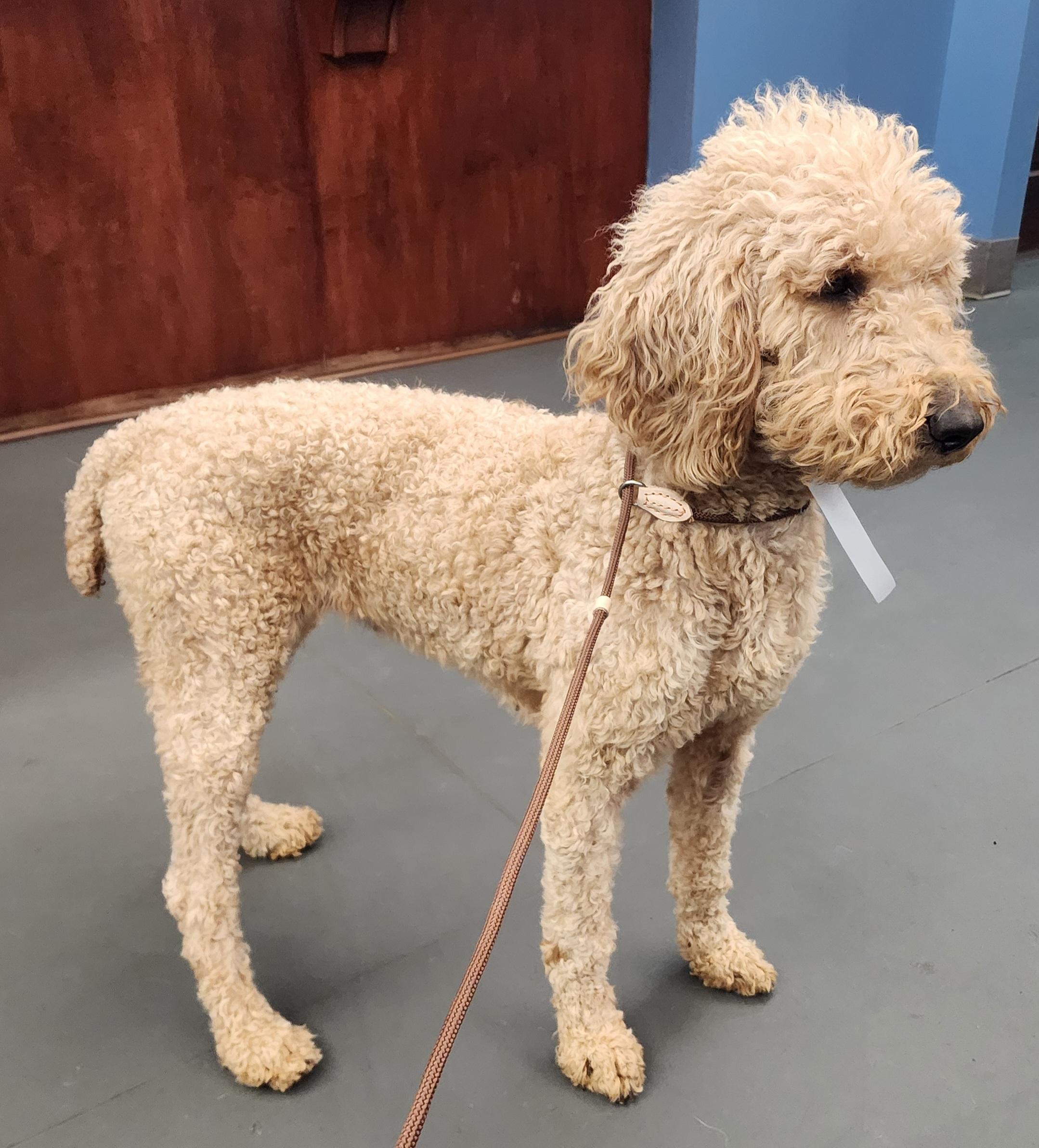 Enlarge Cora, an adopted Goldendoodle in Wheelersburg, OH image 3/6