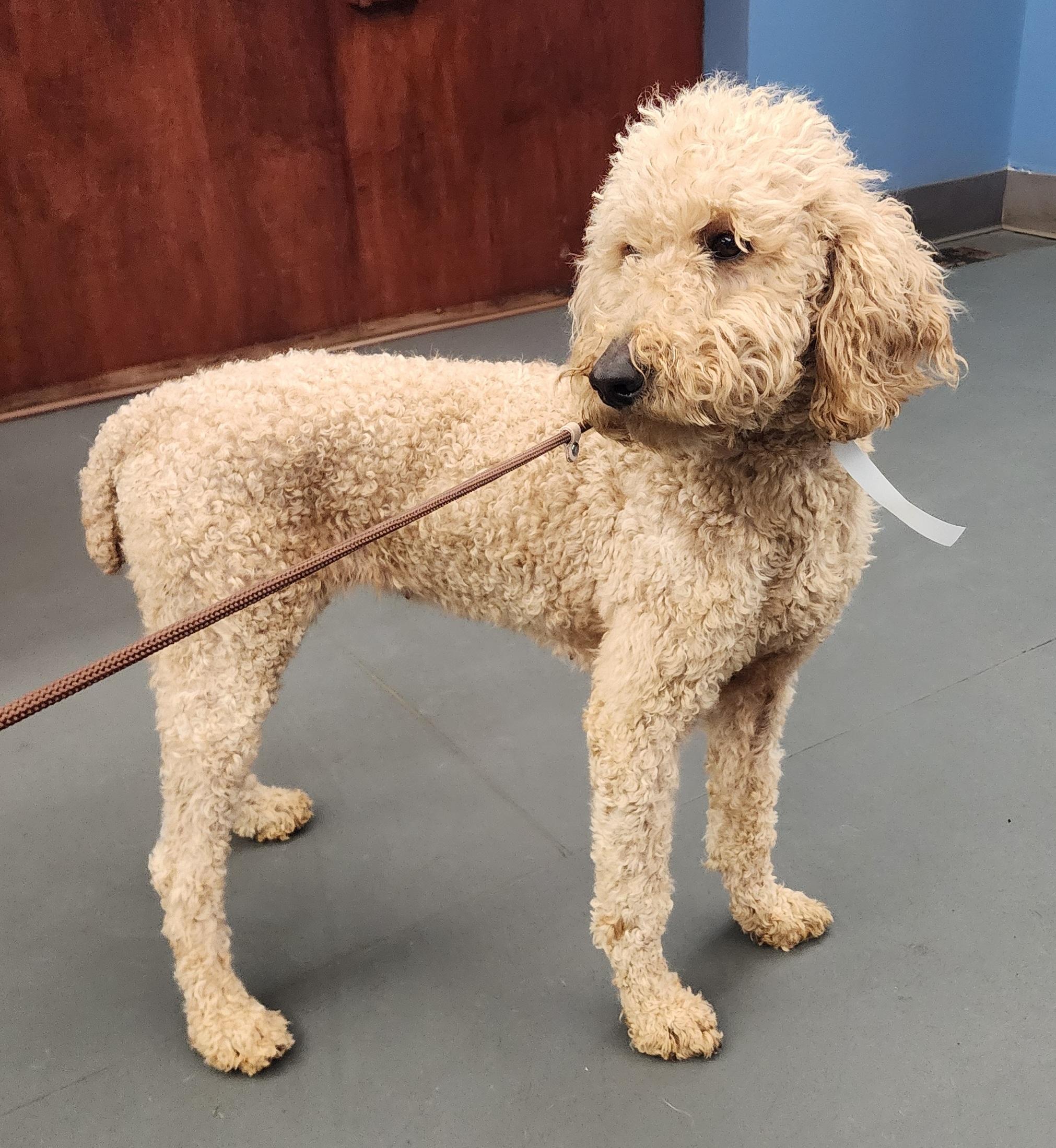 Enlarge Cora, an adopted Goldendoodle in Wheelersburg, OH image 1/6