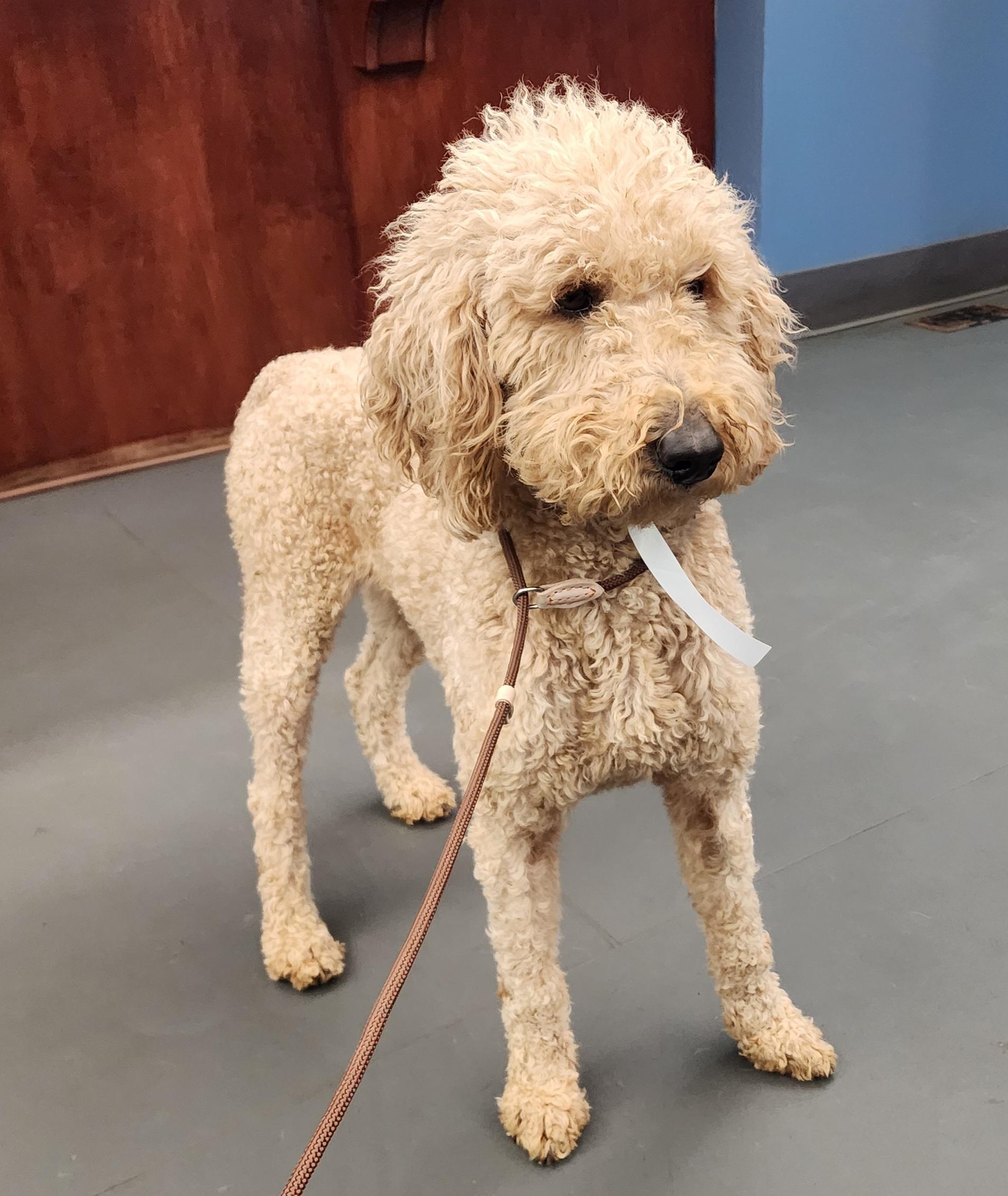 Enlarge Cora, an adopted Goldendoodle in Wheelersburg, OH image 5/6