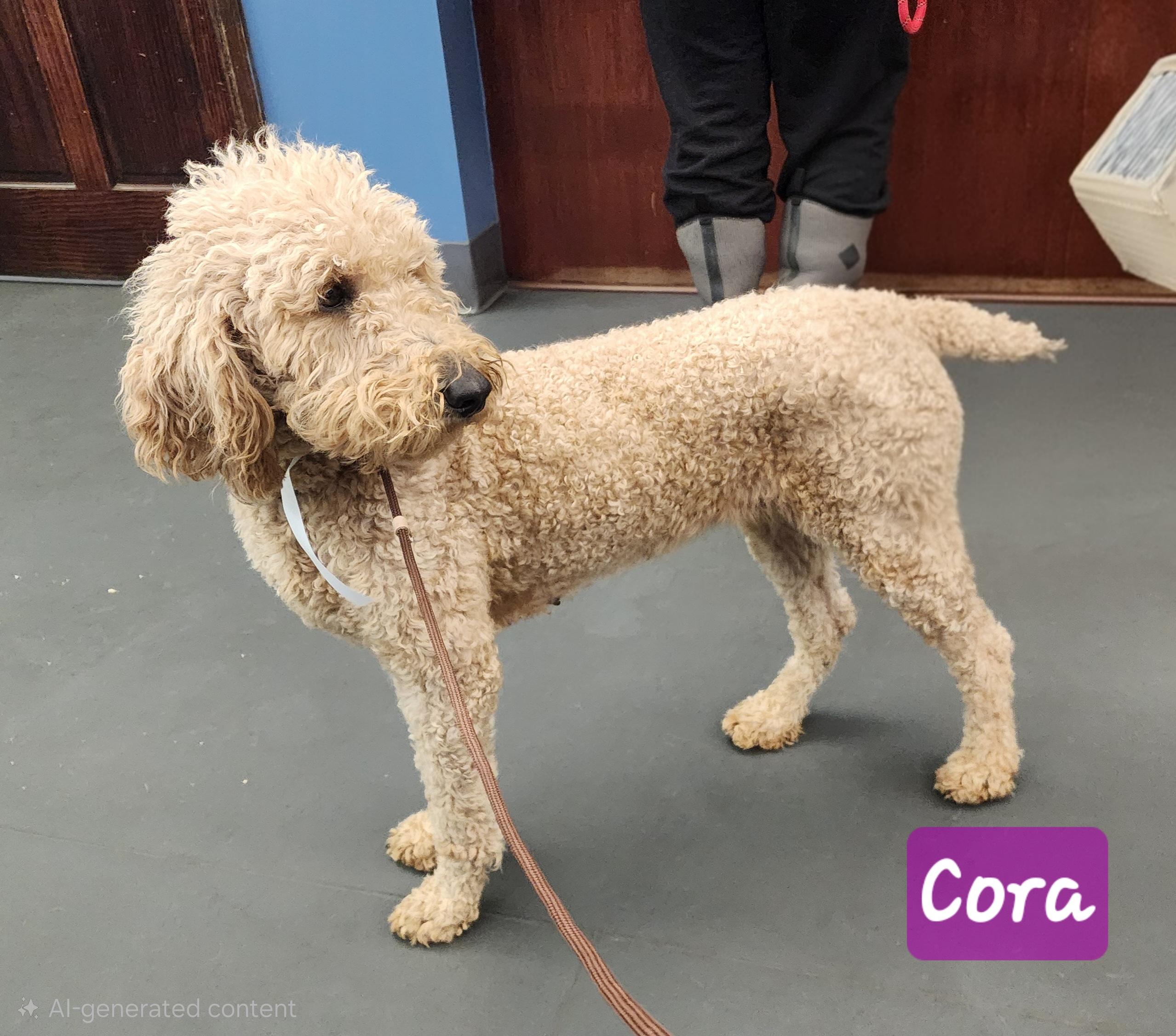 Enlarge Cora, an adopted Goldendoodle in Wheelersburg, OH image 2/6