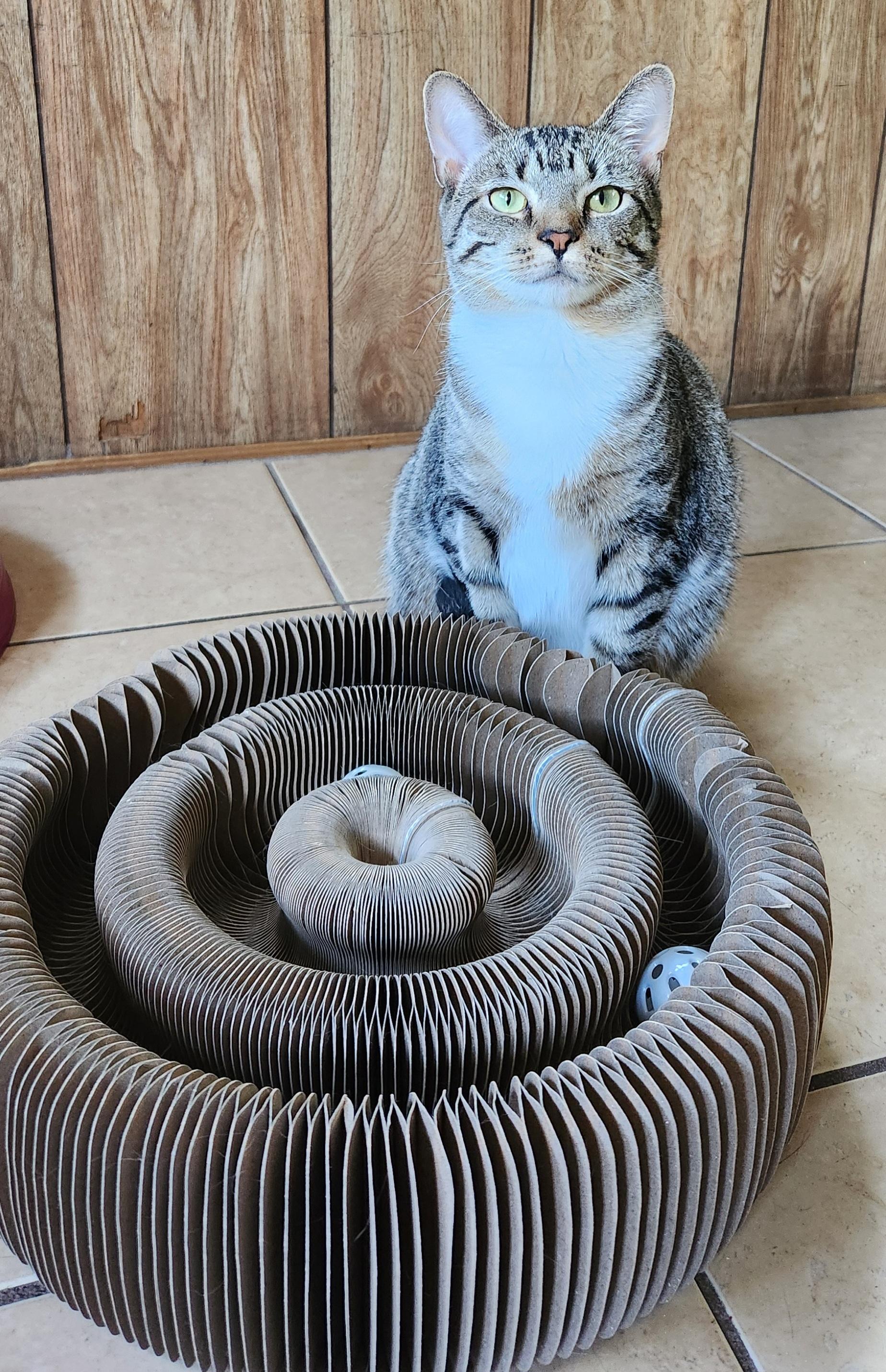 Dory, a ADOPTABLE Tabby in Linden, NJ image 6/6