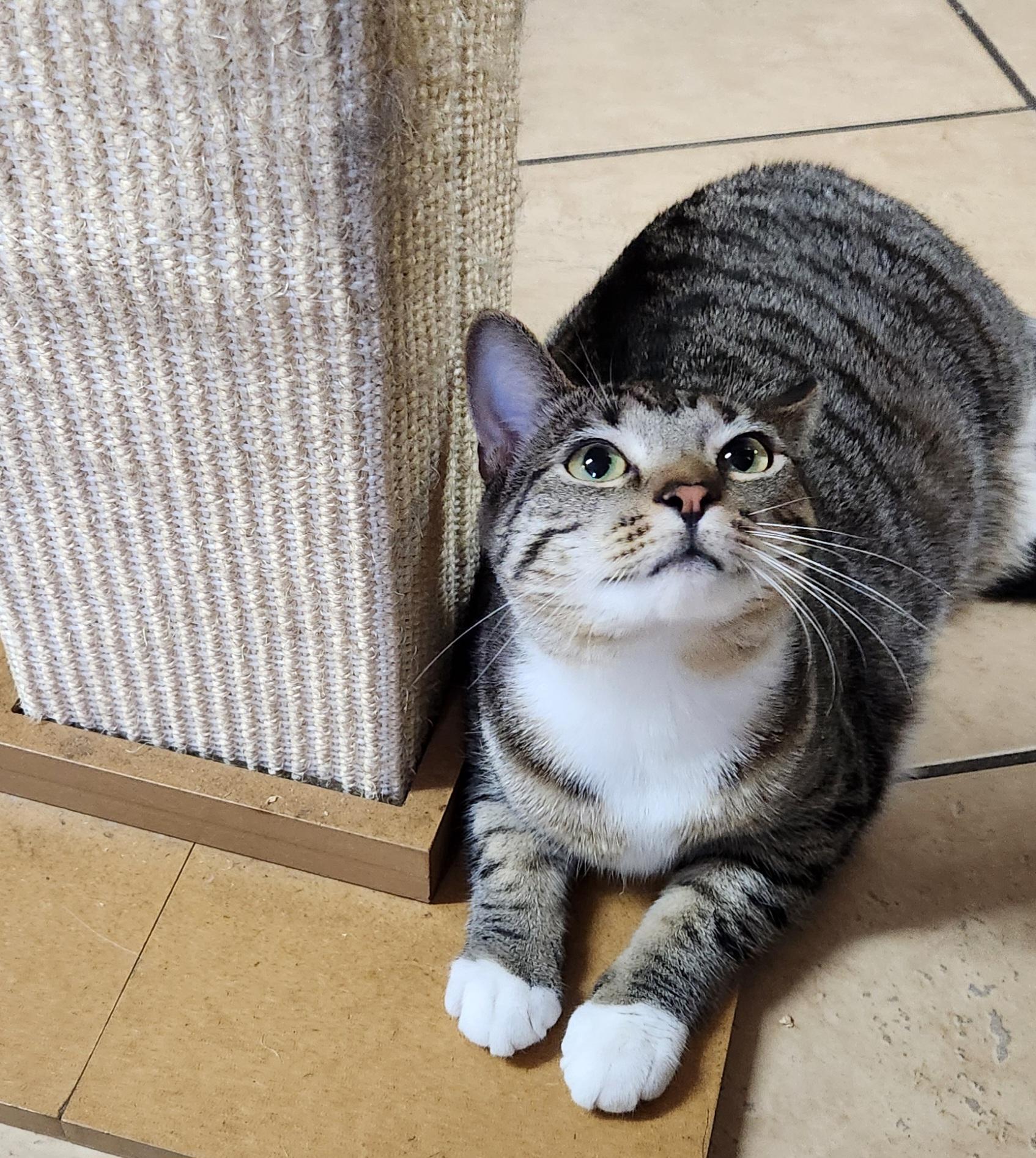 Dory, a ADOPTABLE Tabby in Linden, NJ image 2/5