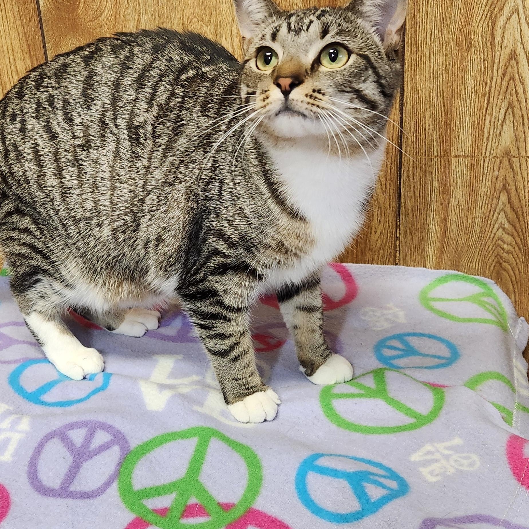 Dory, a ADOPTABLE Tabby in Linden, NJ image 3/5