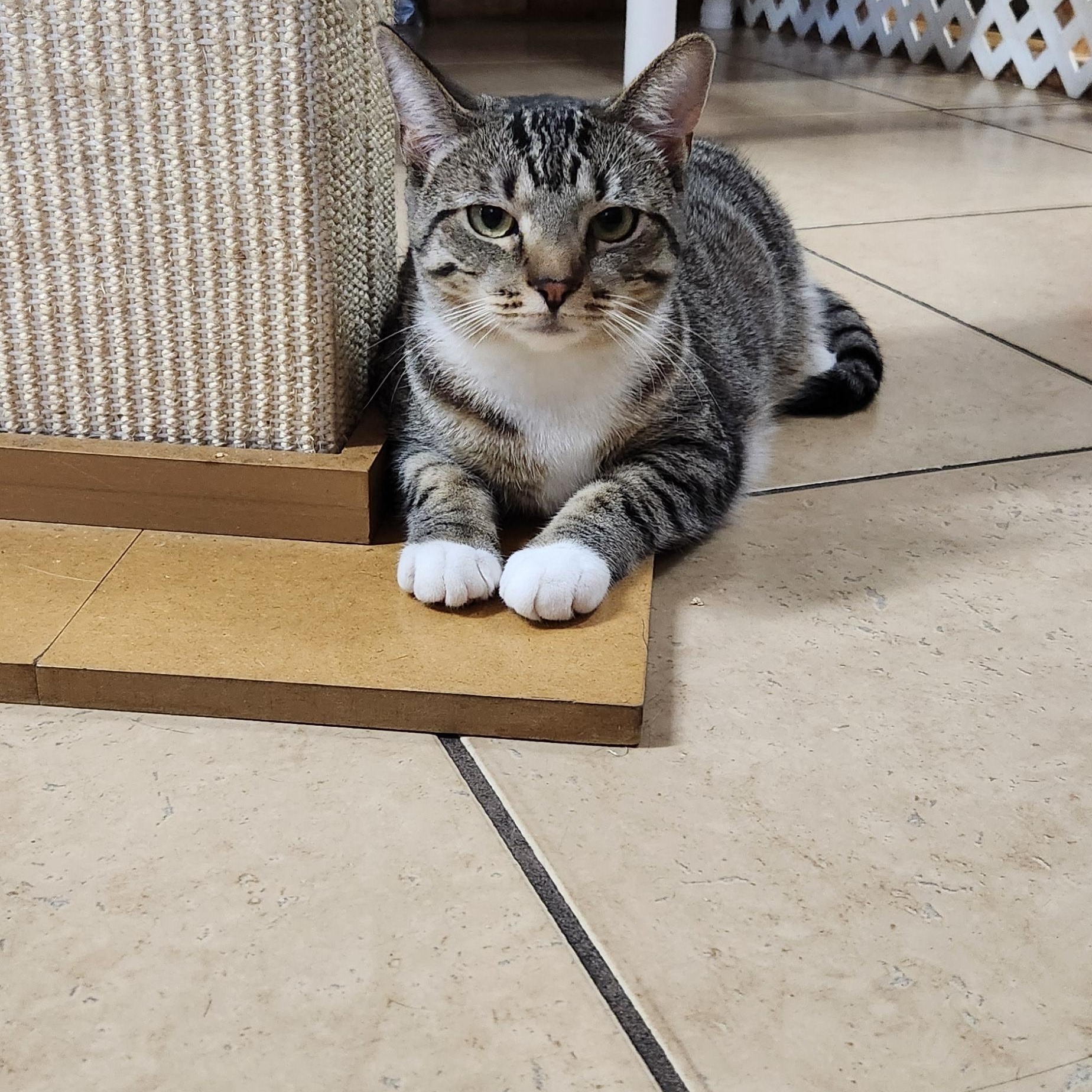 Dory, a ADOPTABLE Tabby in Linden, NJ image 5/5