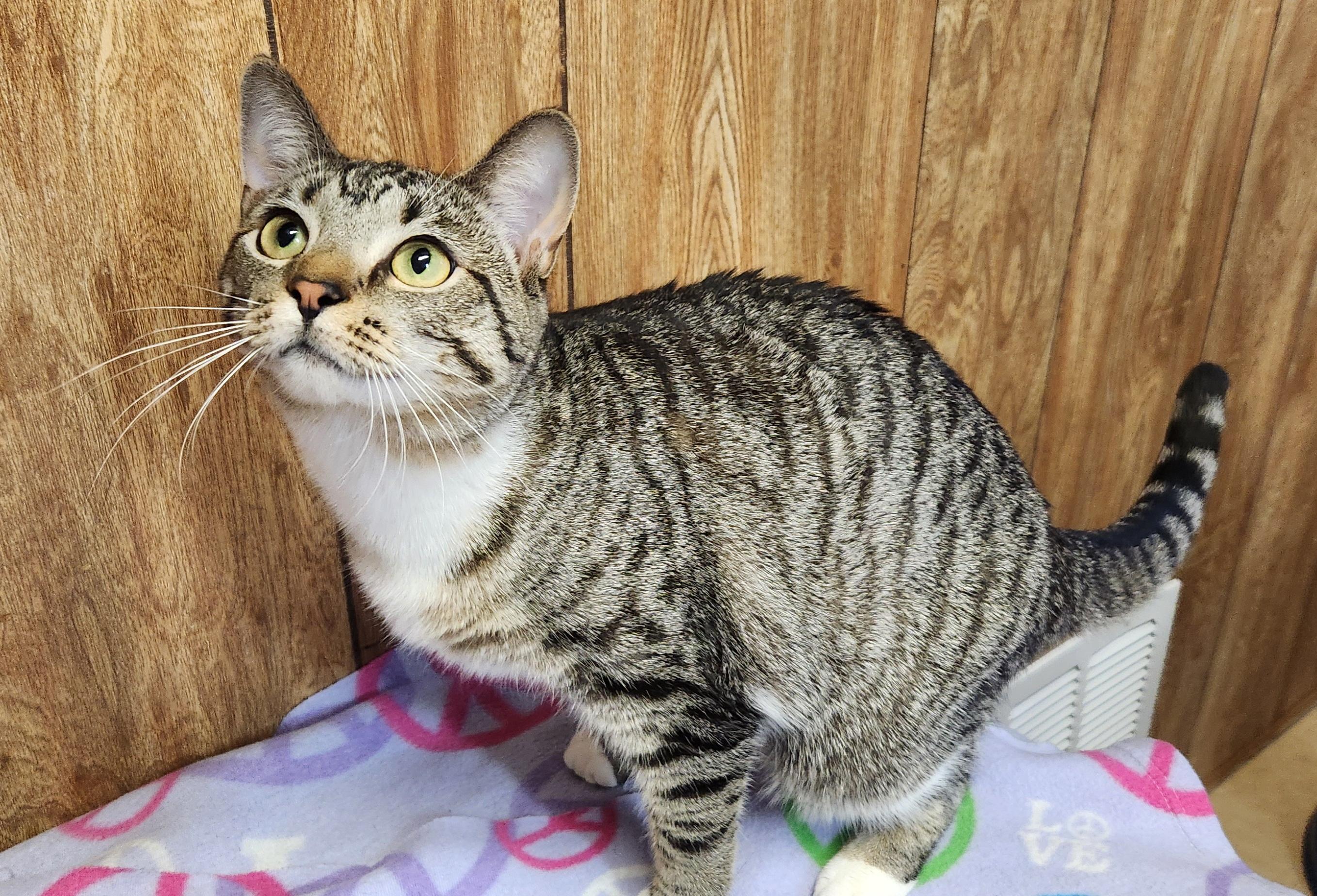 Dory, a ADOPTABLE Tabby in Linden, NJ image 4/5