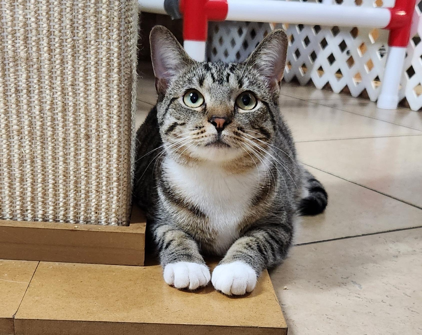 Dory, a ADOPTABLE Tabby in Linden, NJ image 1/5
