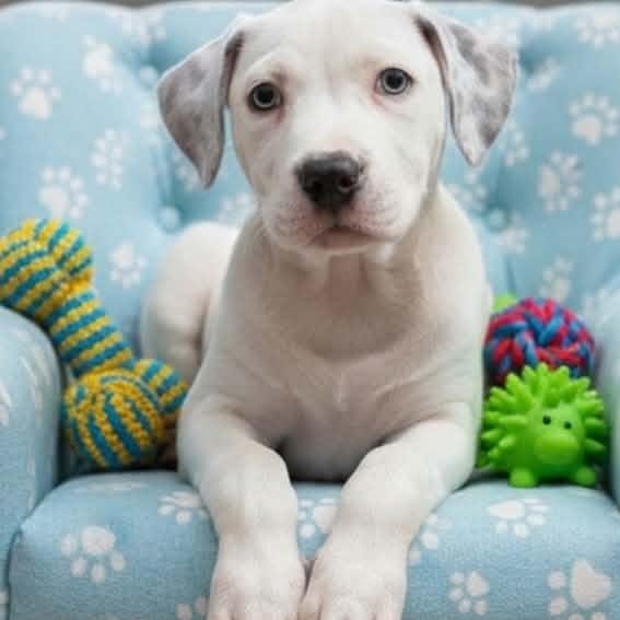 Bluey, an adopted mixed breed in Hooksett, NH image 1/2