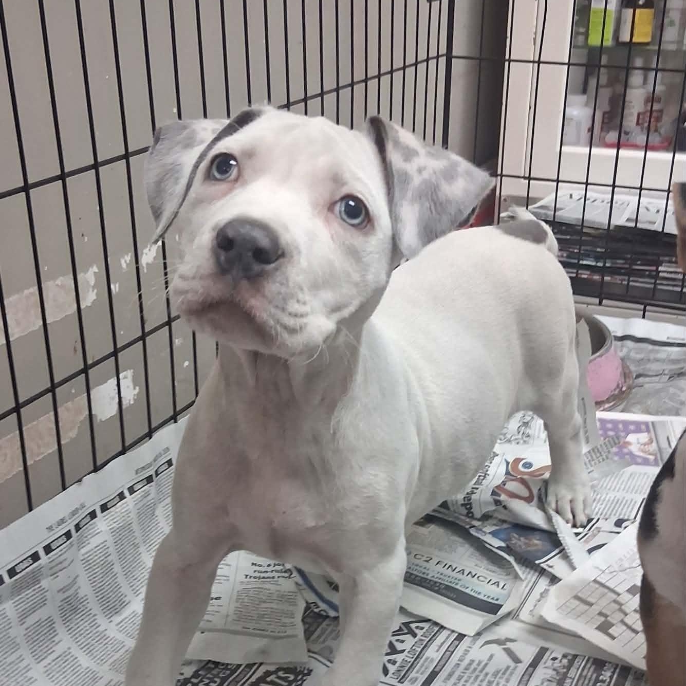 Bluey, an adopted mixed breed in Hooksett, NH image 2/2