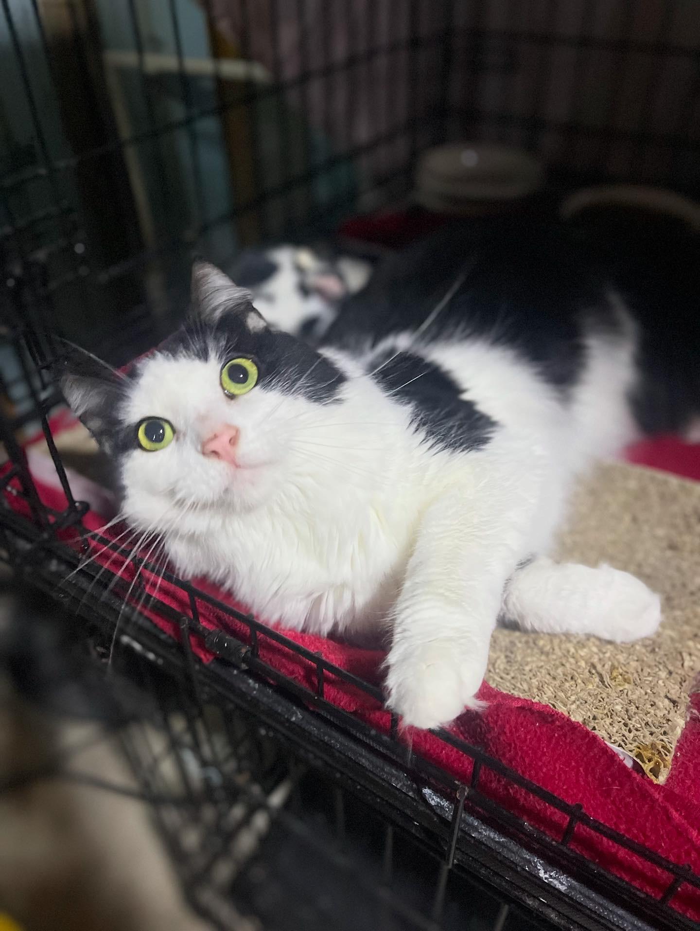 Oreo, a Adoptable Domestic Short Hair image 1/2