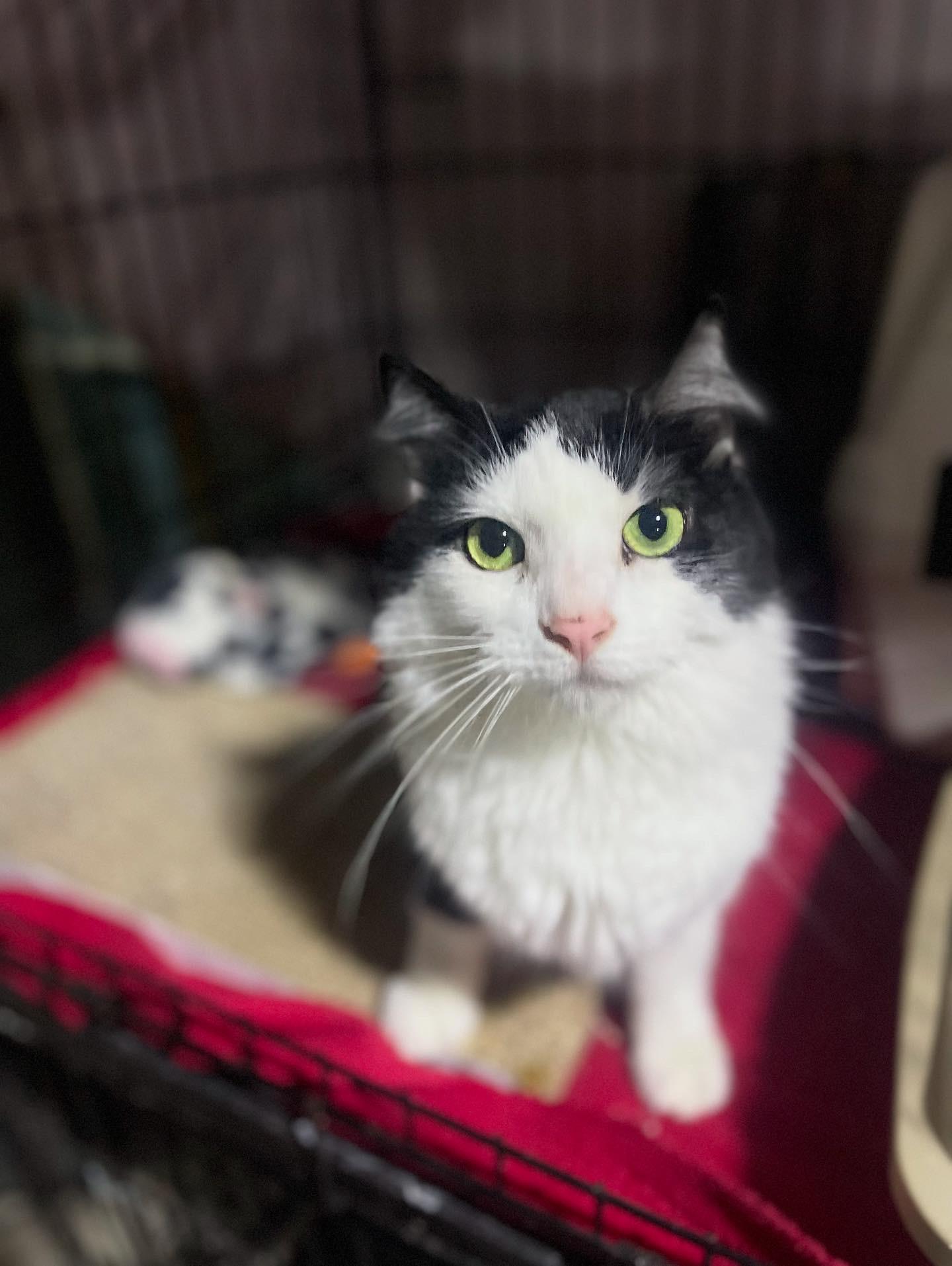 Oreo, a Adoptable Domestic Short Hair image 2/2