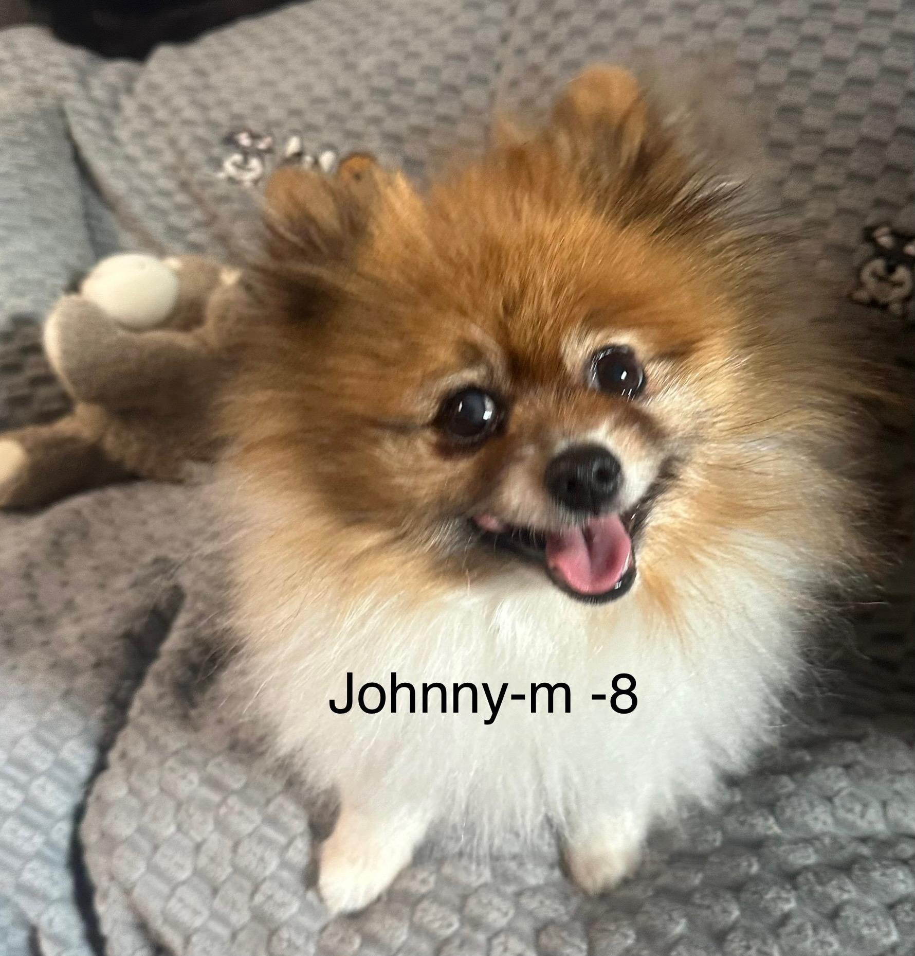 Enlarge Johnny, an adopted Pomeranian in Hop Bottom, PA image 1/2