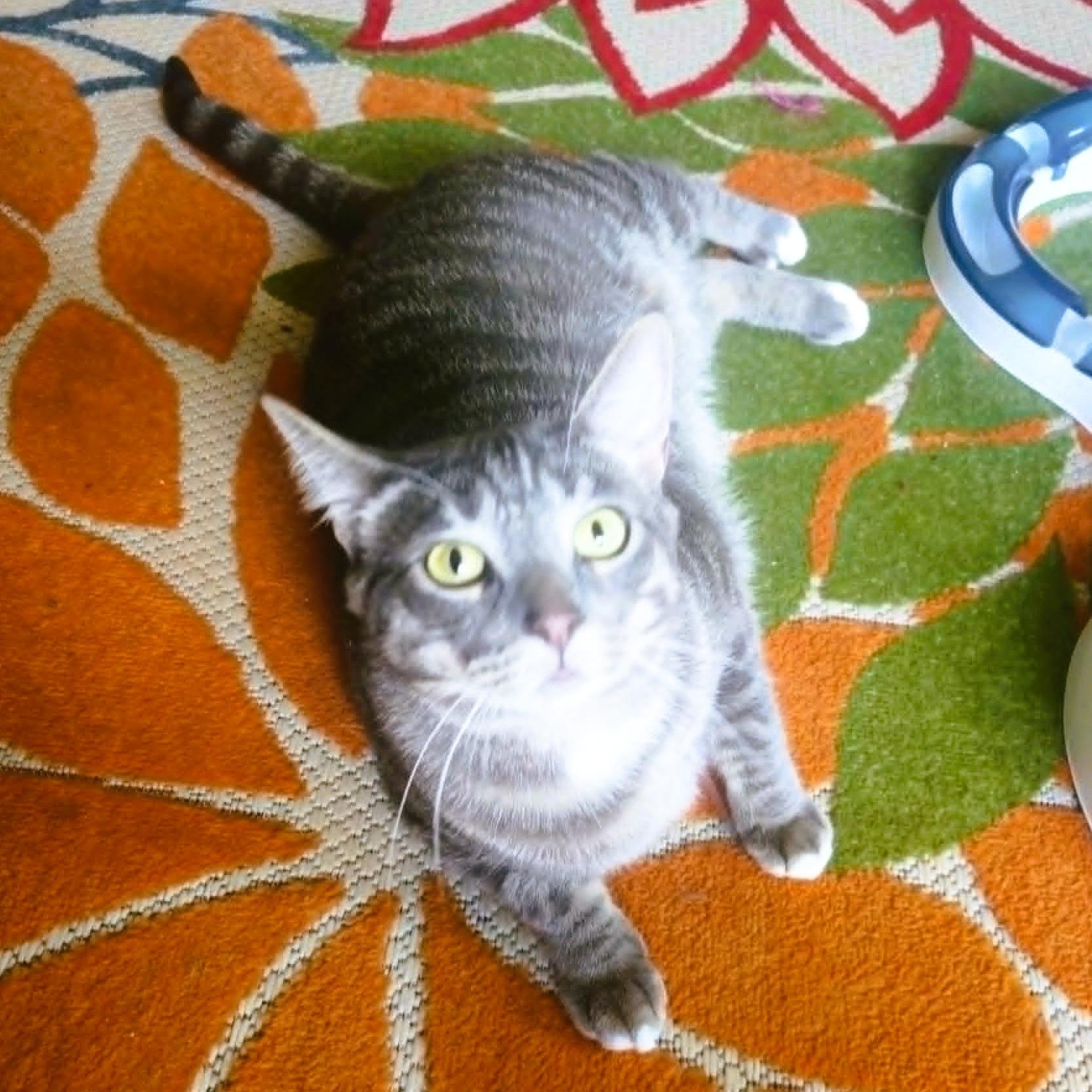 Loki - Gentle Giant, a ADOPTABLE Domestic Short Hair in Rochester, NY image 3/3