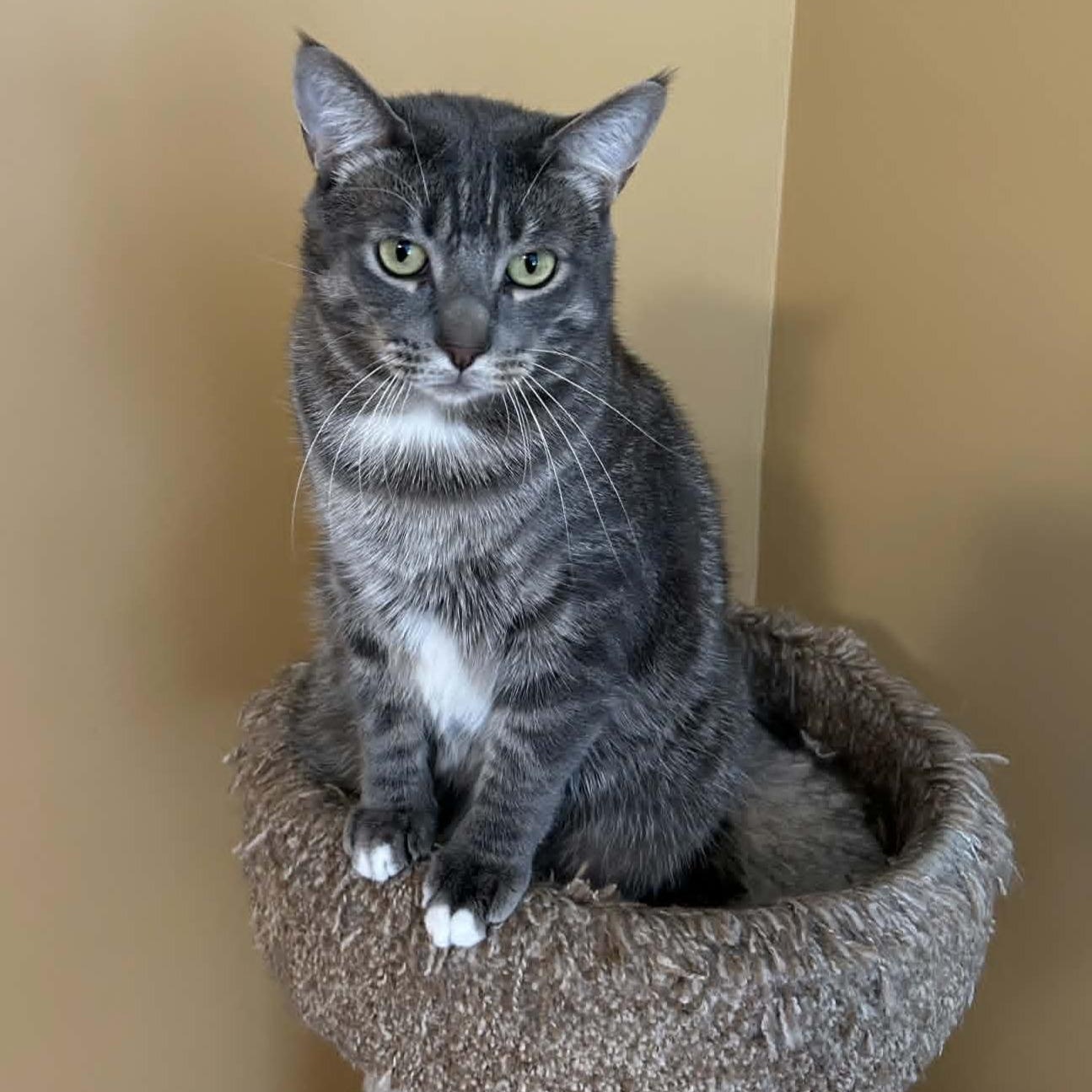 Loki - Gentle Giant, a ADOPTABLE Domestic Short Hair in Rochester, NY image 2/3