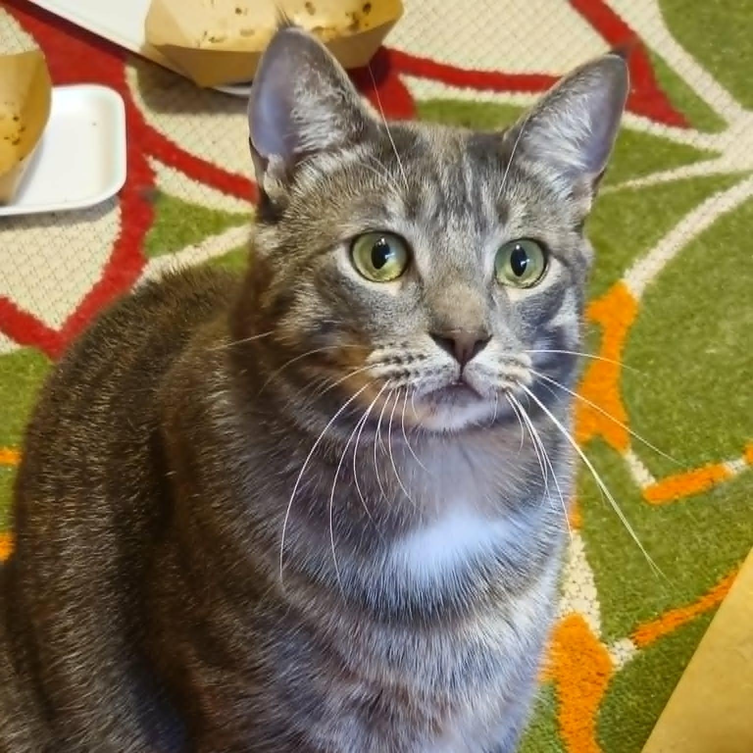 Loki - Gentle Giant, a ADOPTABLE Domestic Short Hair in Rochester, NY image 1/3