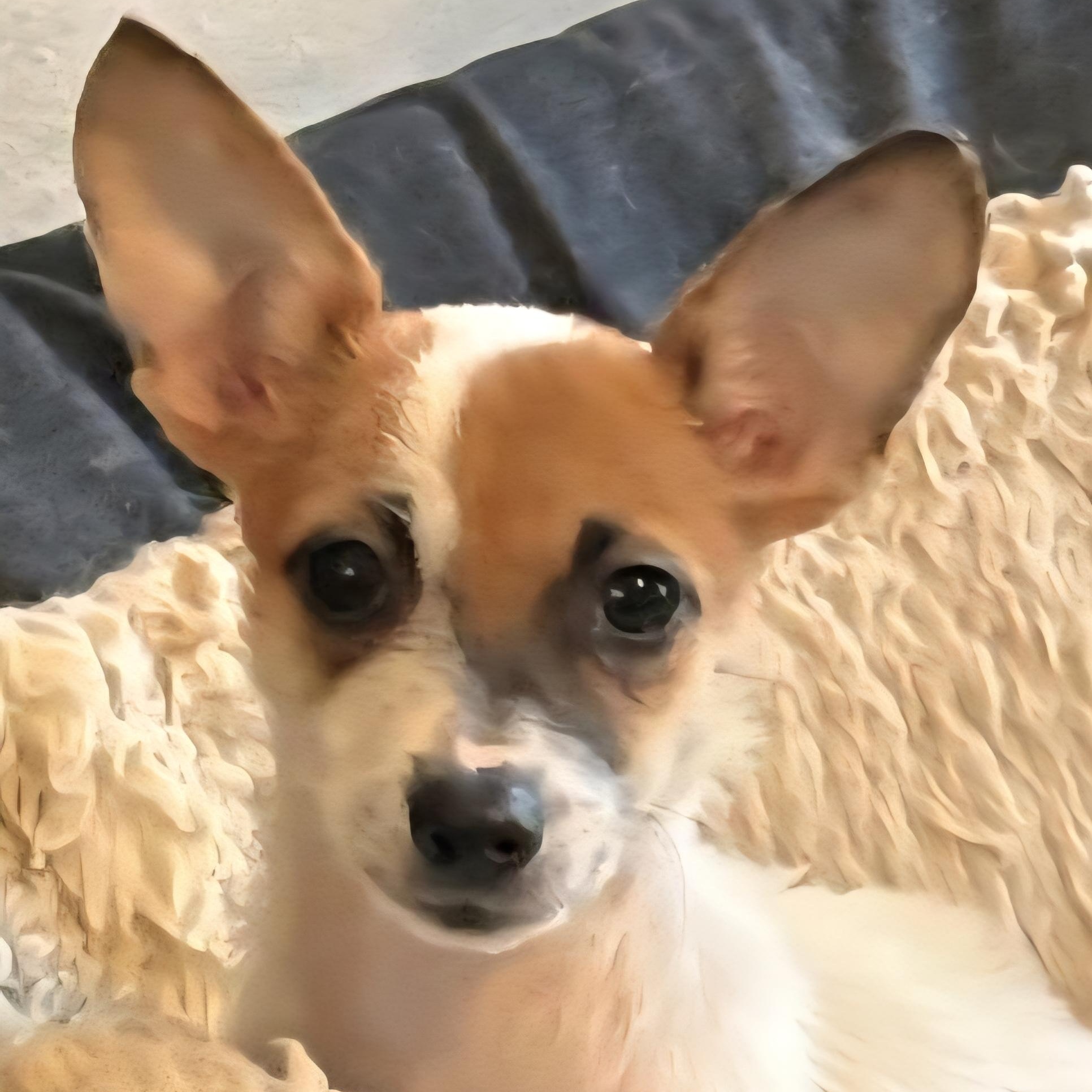 MINNIE *Bonded with WINNIE* In NY to Foster &/or Adopt!, a Adoptable Chihuahua in New York, NY image 1/6