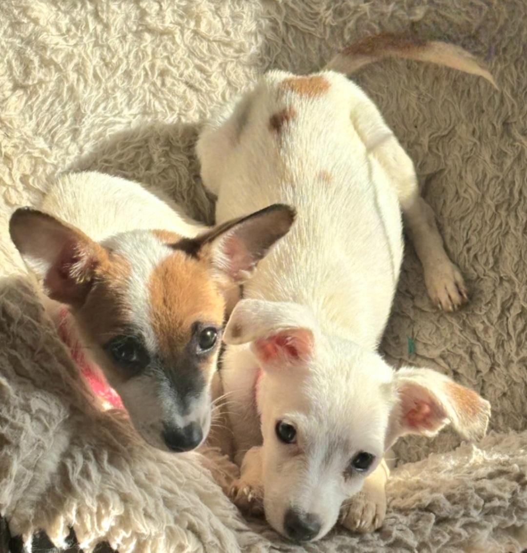 MINNIE *Bonded with WINNIE* In NY to Foster &/or Adopt!, a Adoptable Chihuahua in New York, NY image 3/6