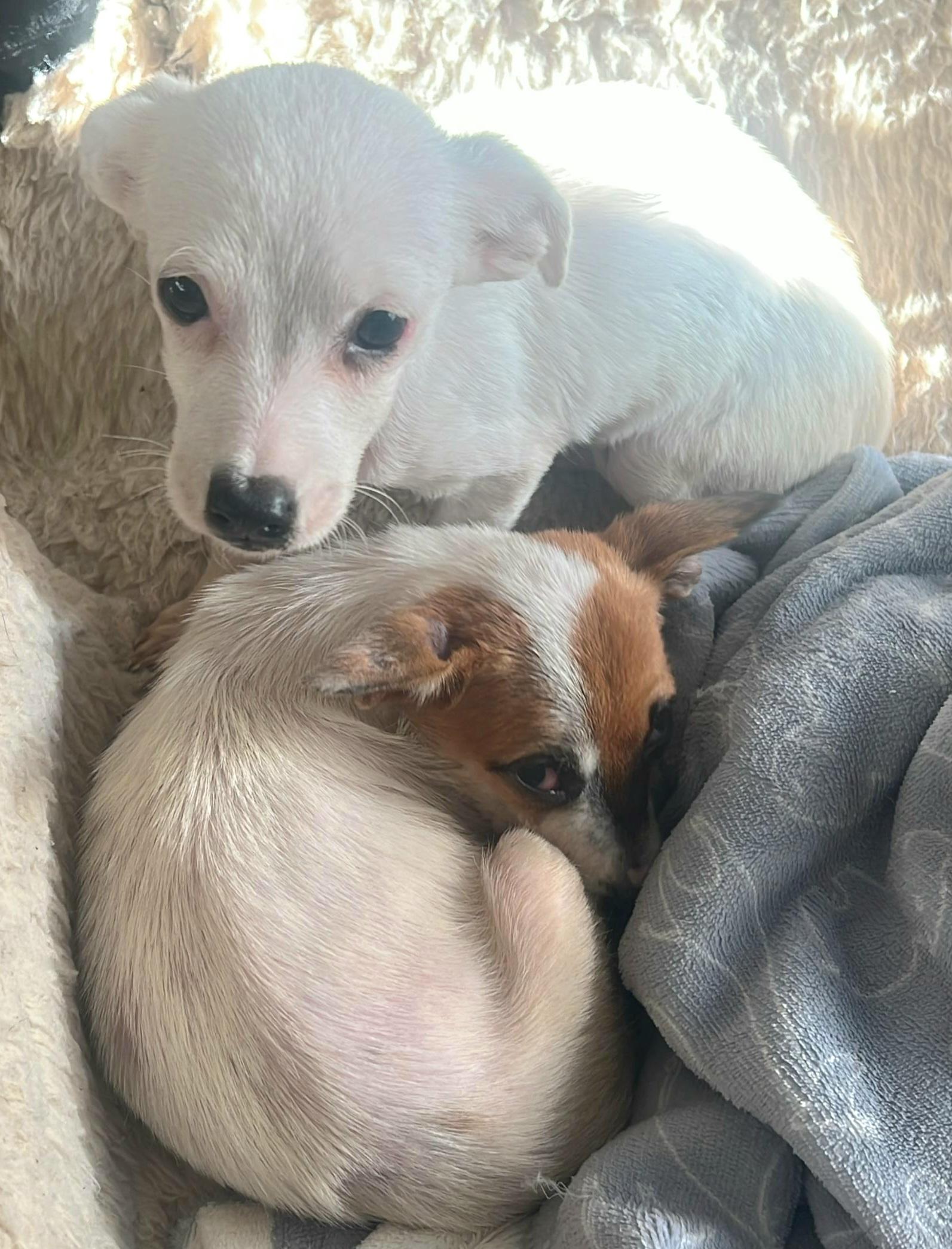 MINNIE *Bonded with WINNIE* In NY to Foster &/or Adopt!