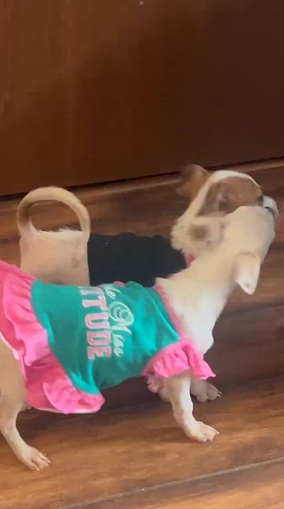 Enlarge MINNIE *Bonded with WINNIE* In NY to Foster &/or Adopt!, a Adoptable Chihuahua in New York, NY video 6/6